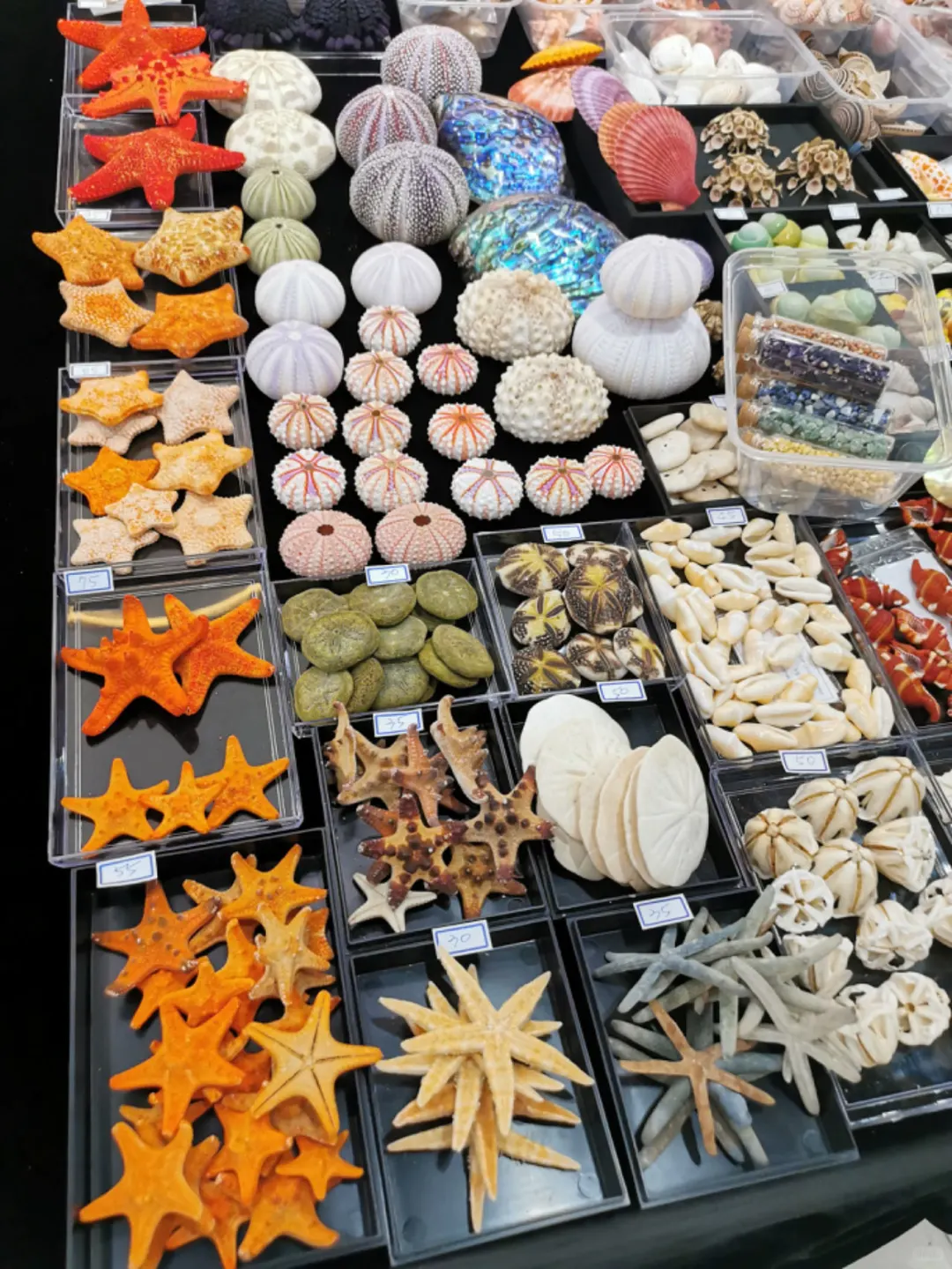 五一广州|名媛必打卡的国际贝壳展?