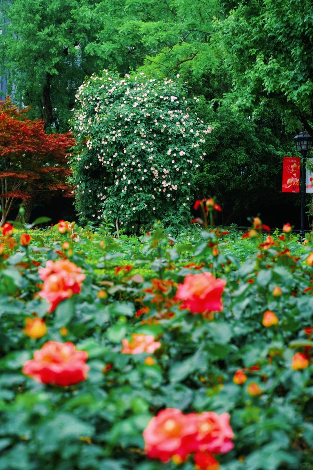 4.17花情实况播报?复兴公园花展全攻略！