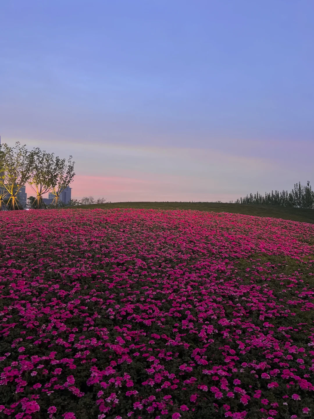 春日欢迎会|上海花展简直莫奈花园+爱乐之城
