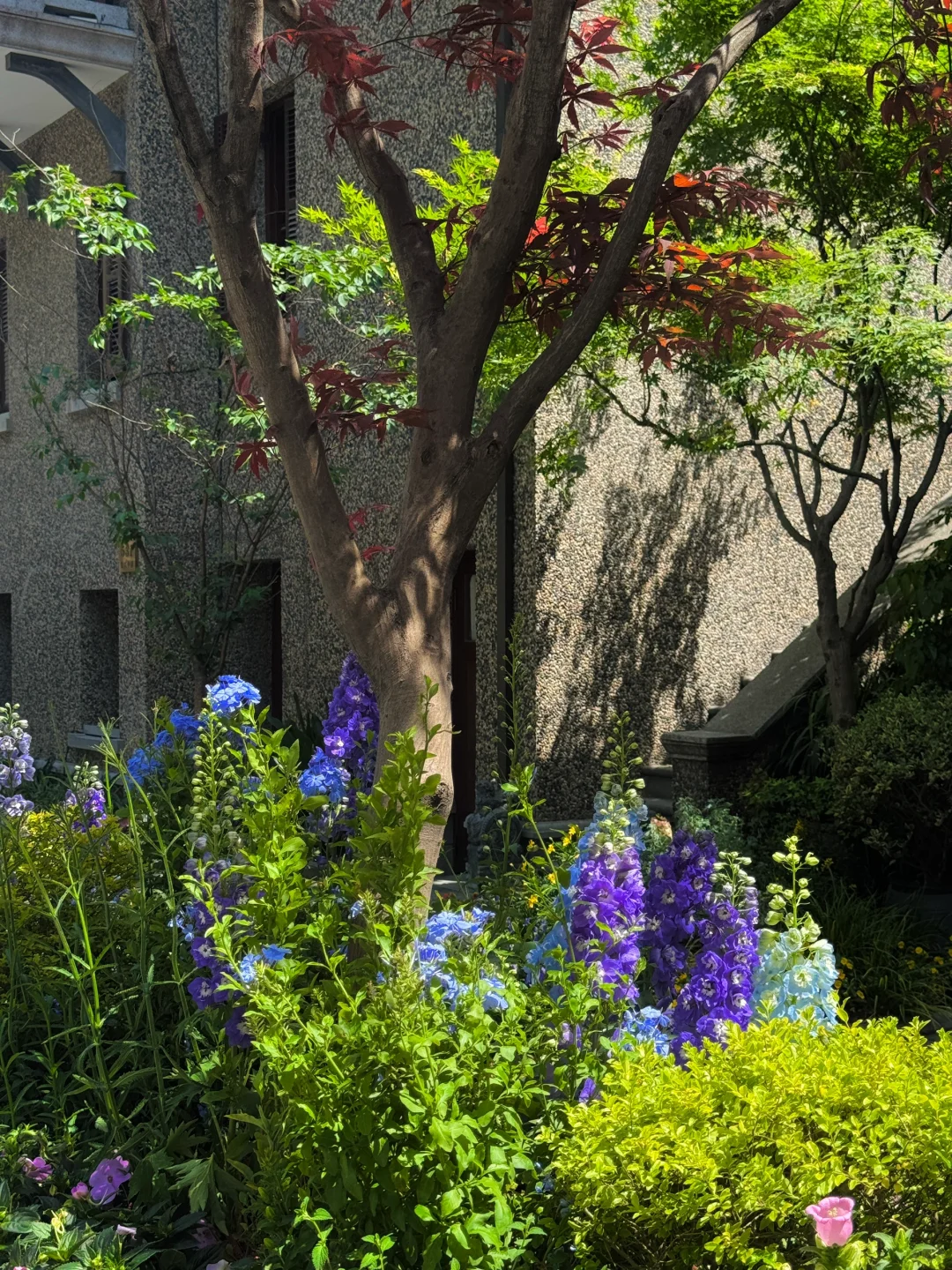 魔都看展|春日必看展?城市中心的莫奈花园