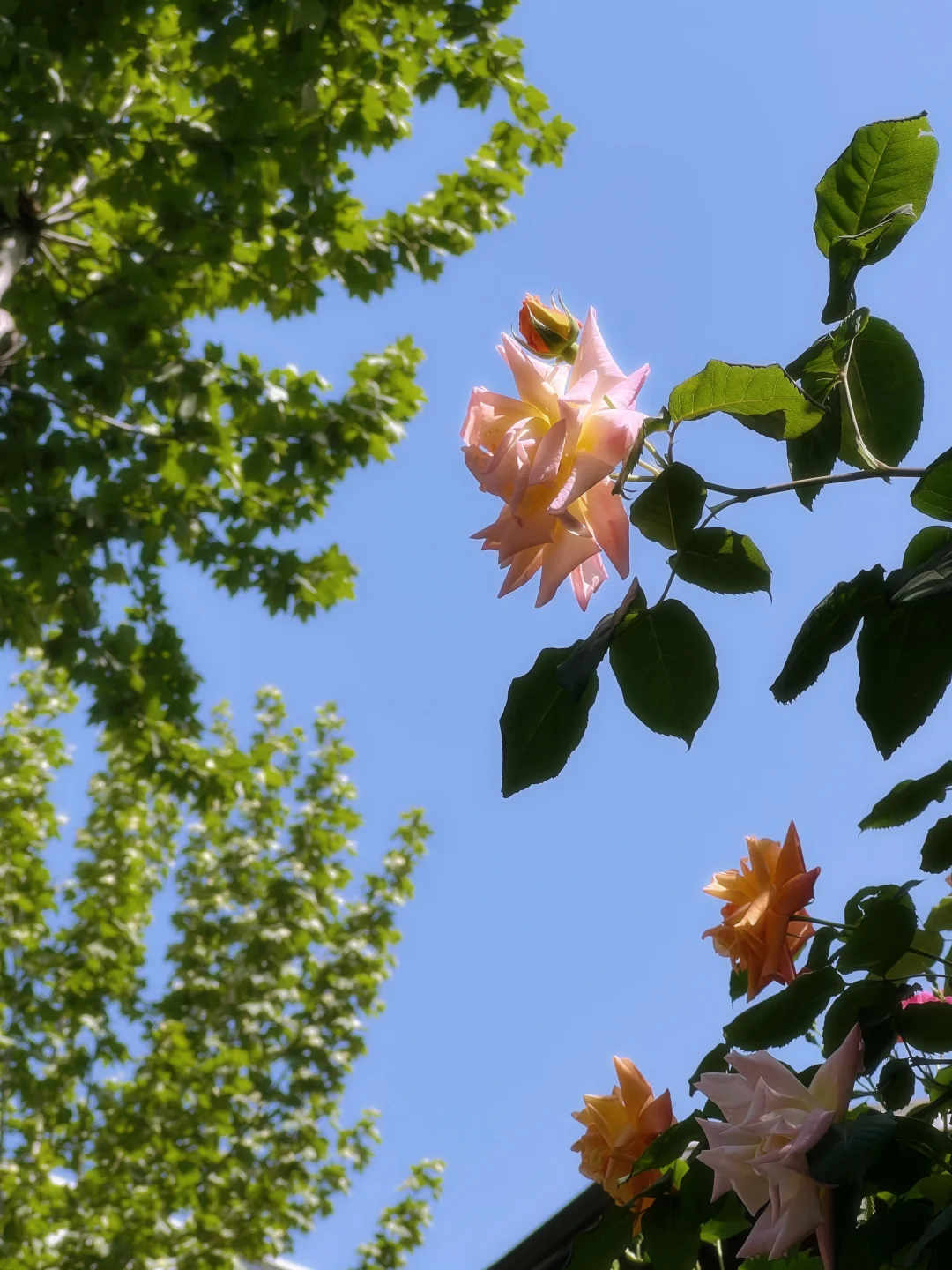 4.19上海花展?蔷薇瀑布不许你不知道！！