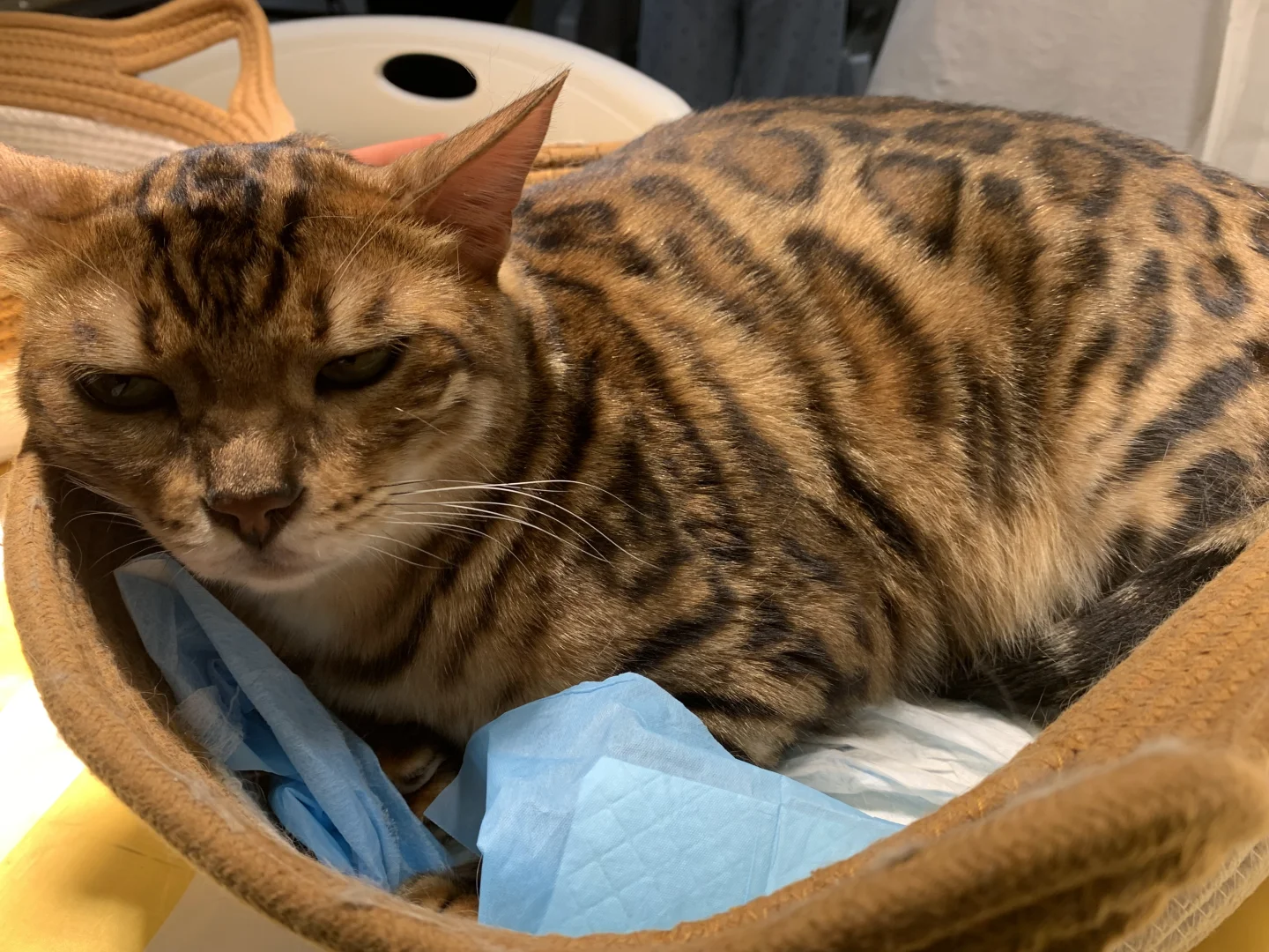 南宁东盟宠物博览会