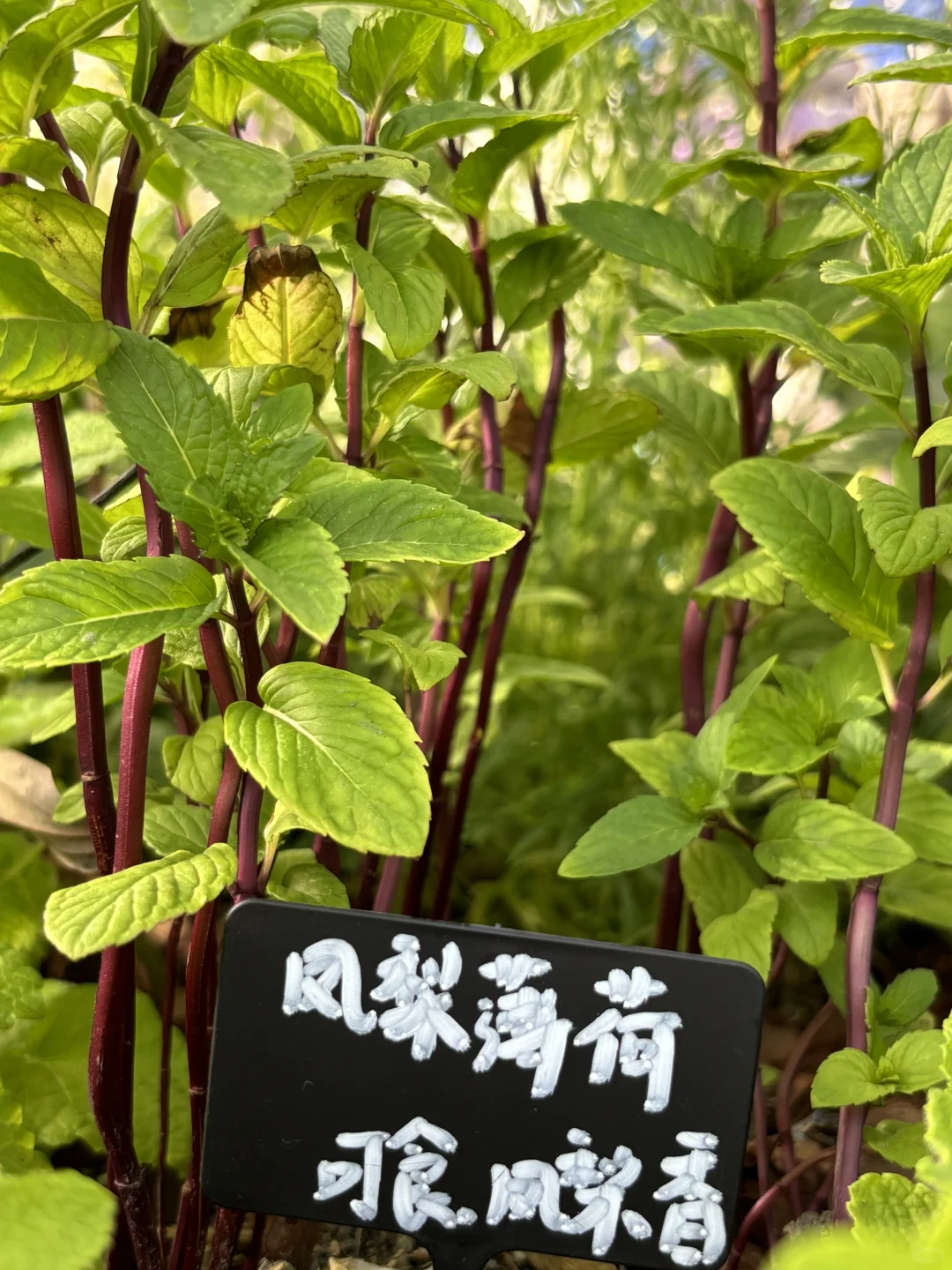 超喜欢上海交大设计学院的“脑迷宫”花园