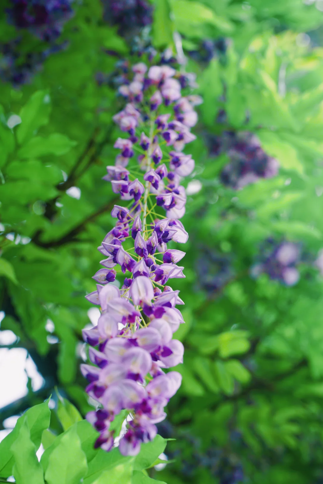 4.17花情实况播报?复兴公园花展全攻略！