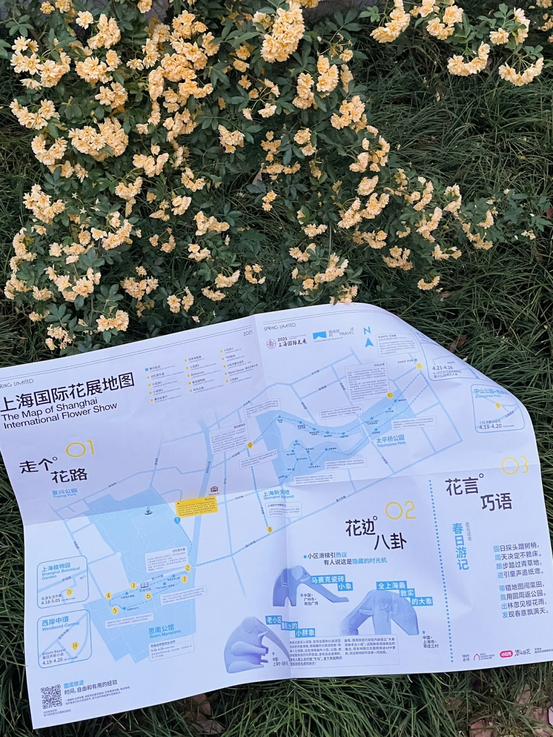 上海超全的2025国际花展花期指南来了！！