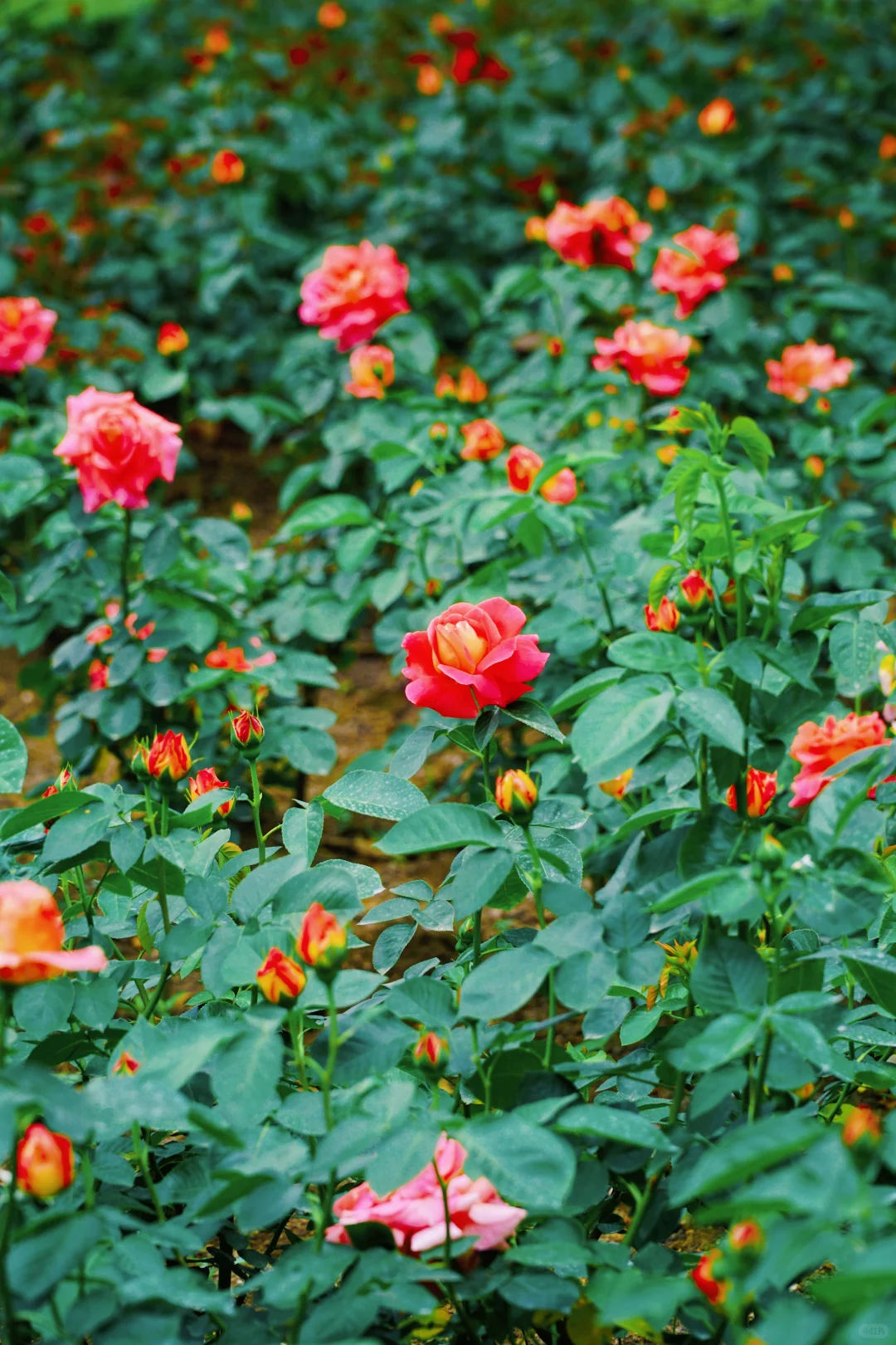 4.17花情实况播报?复兴公园花展全攻略！