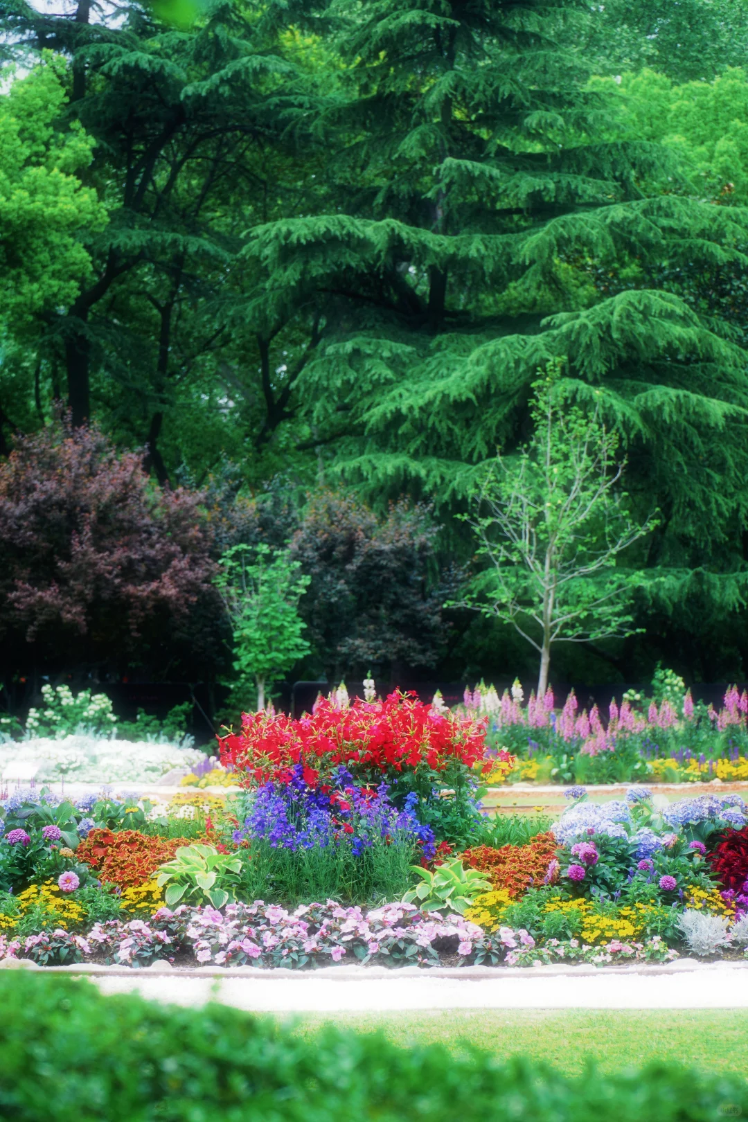 4.17花情实况播报?复兴公园花展全攻略！