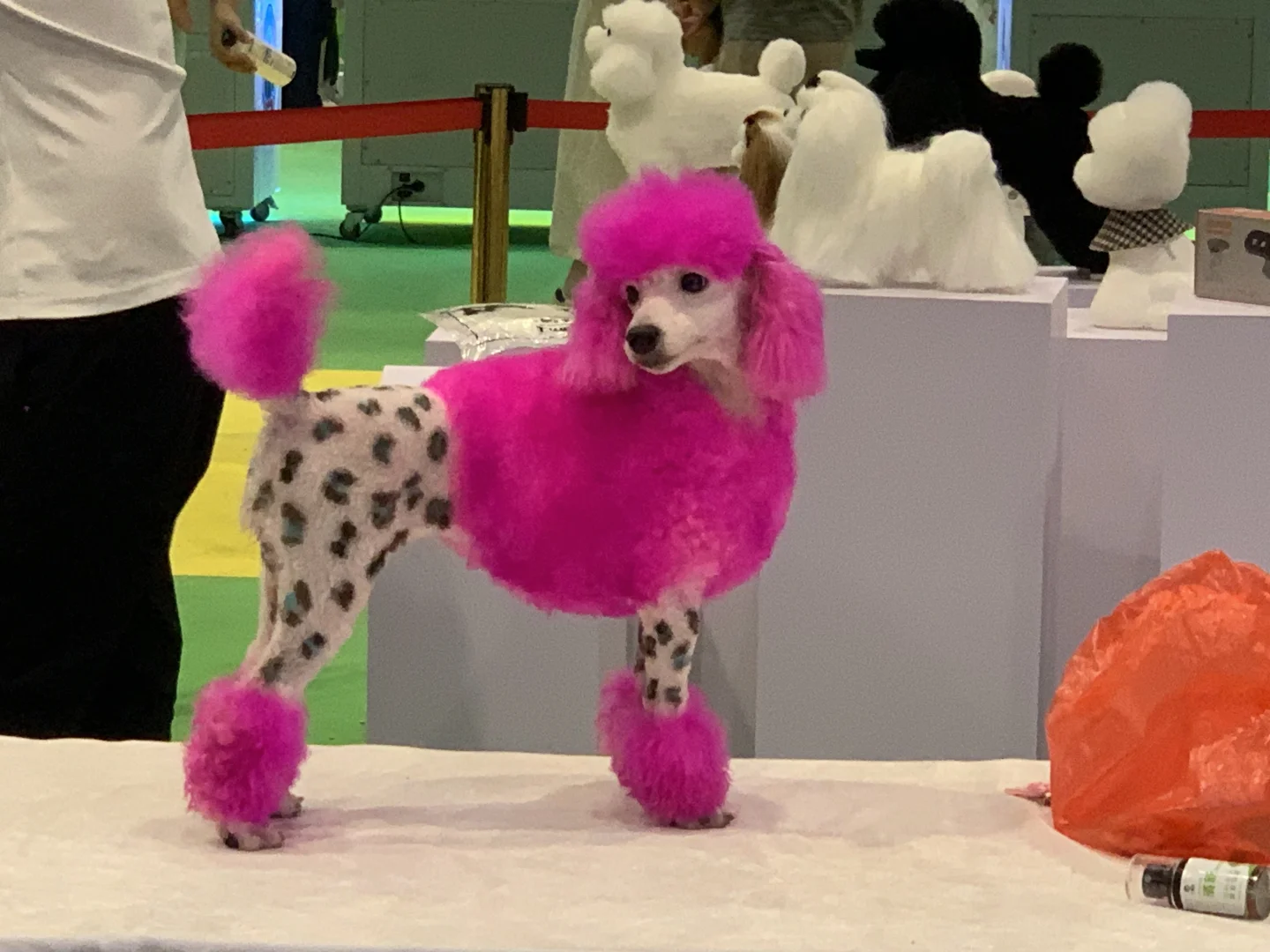 南宁东盟宠物博览会