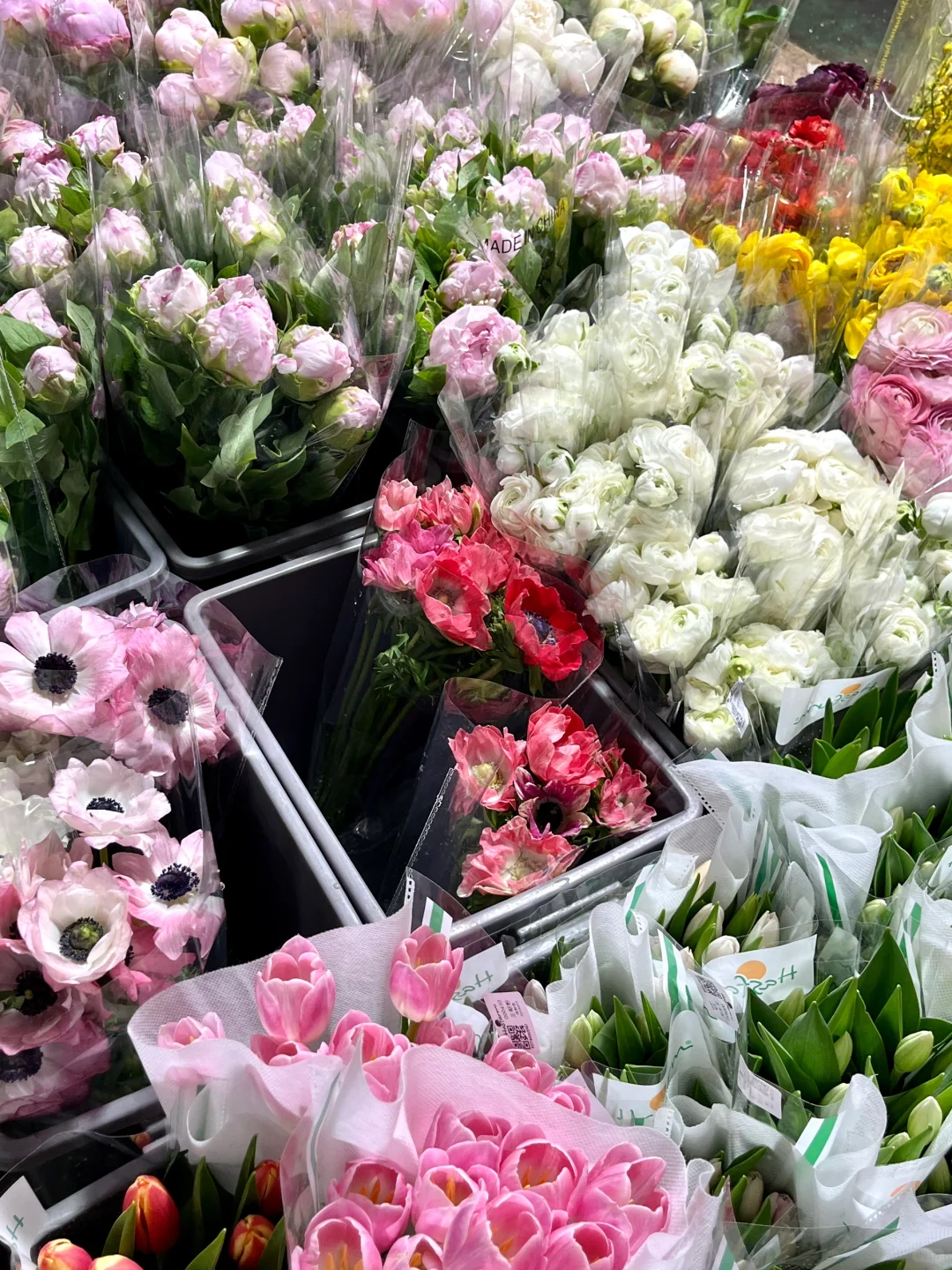 重庆买鲜花｜会展花市怎么逛？