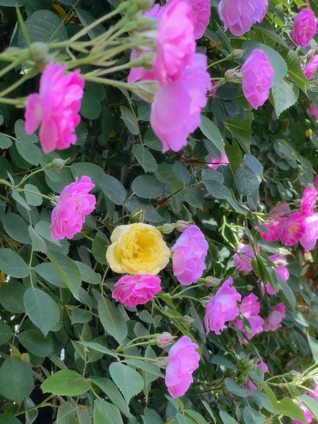 4.19上海花展?蔷薇瀑布不许你不知道！！