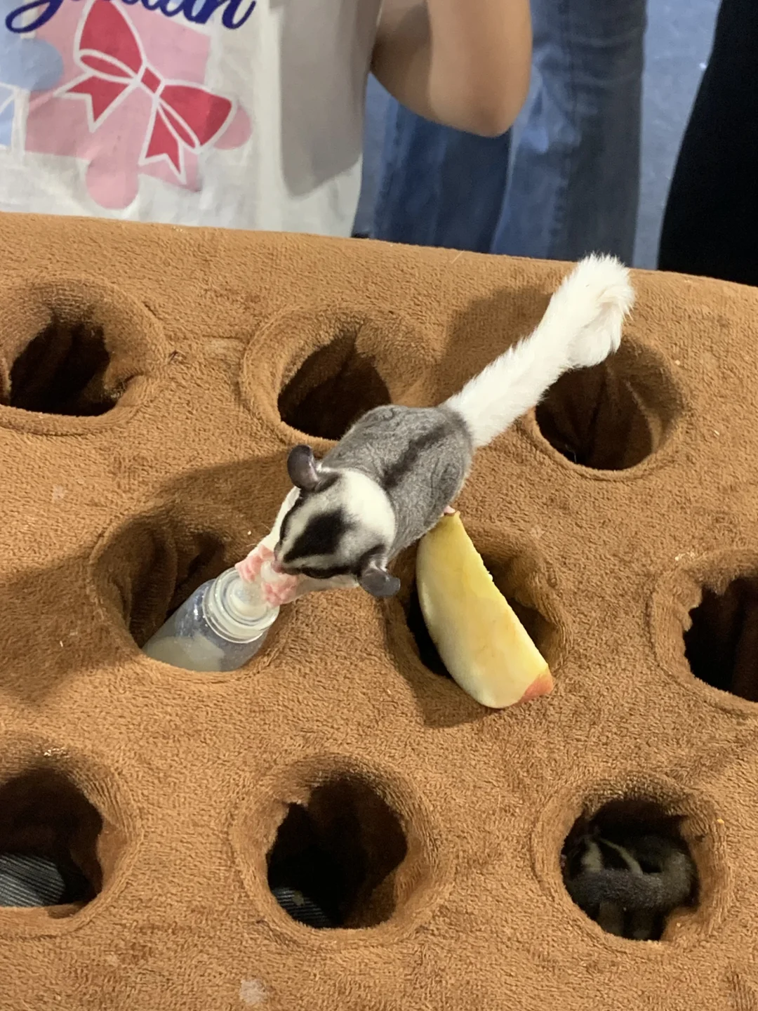 南宁东盟宠物博览会