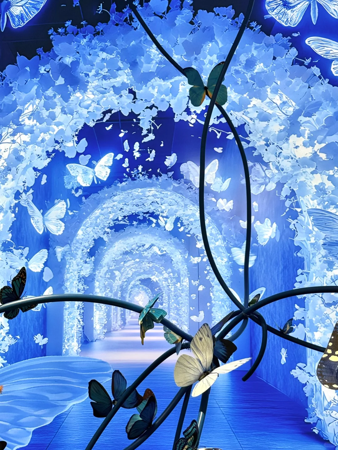 深圳新展｜?华南首家超500 m²大型蝴蝶展