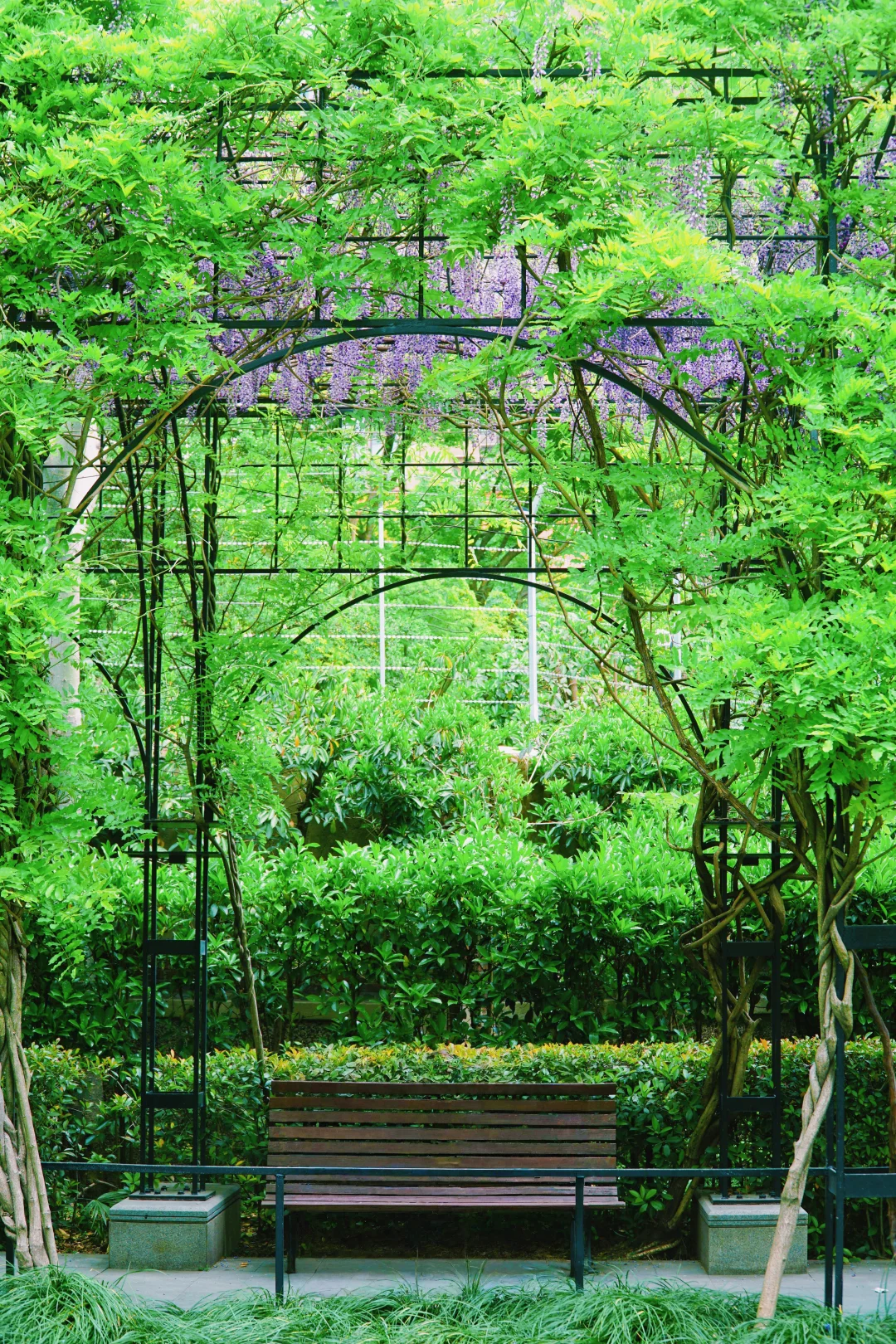 4.17花情实况播报?复兴公园花展全攻略！