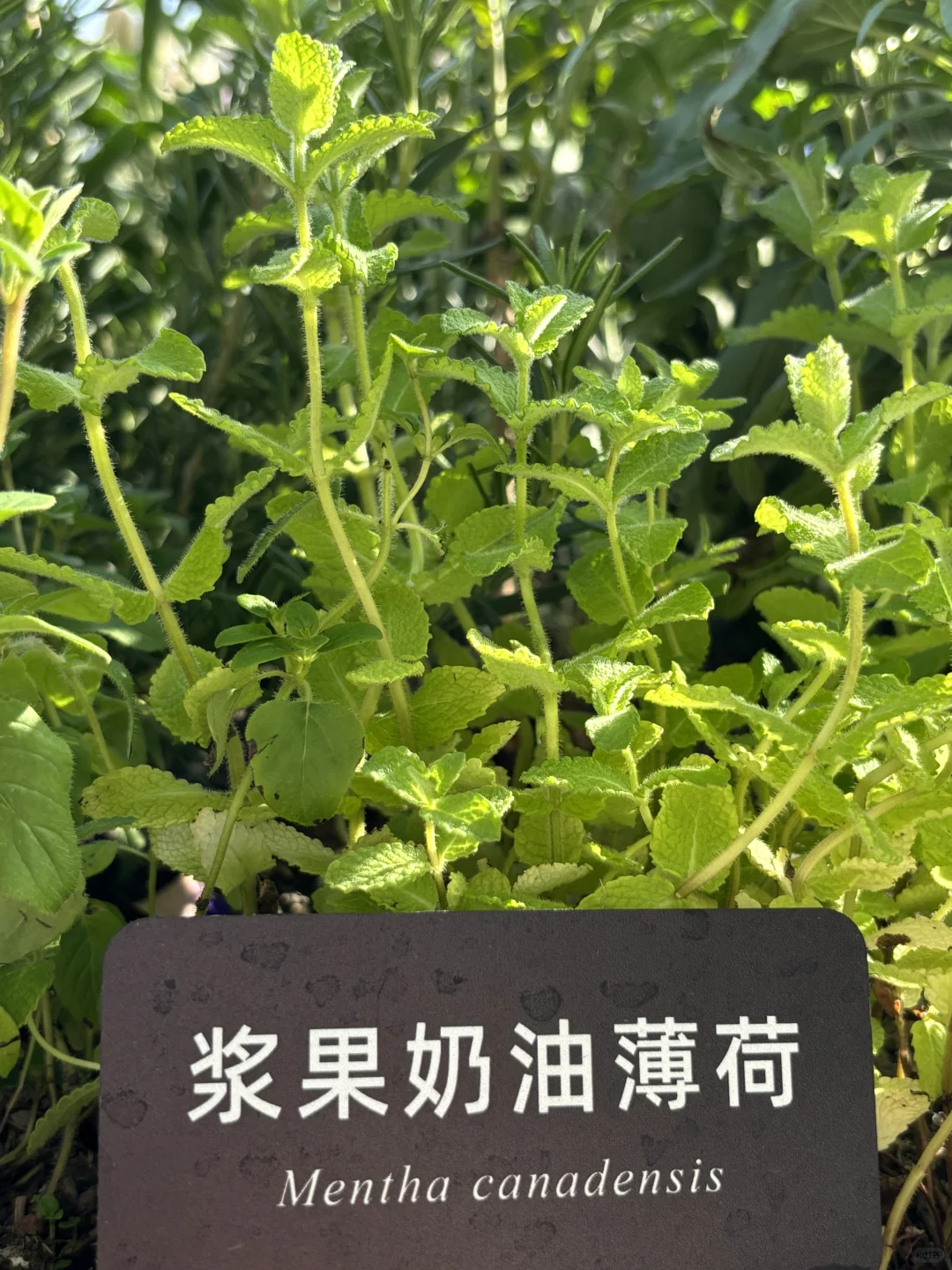 超喜欢上海交大设计学院的“脑迷宫”花园