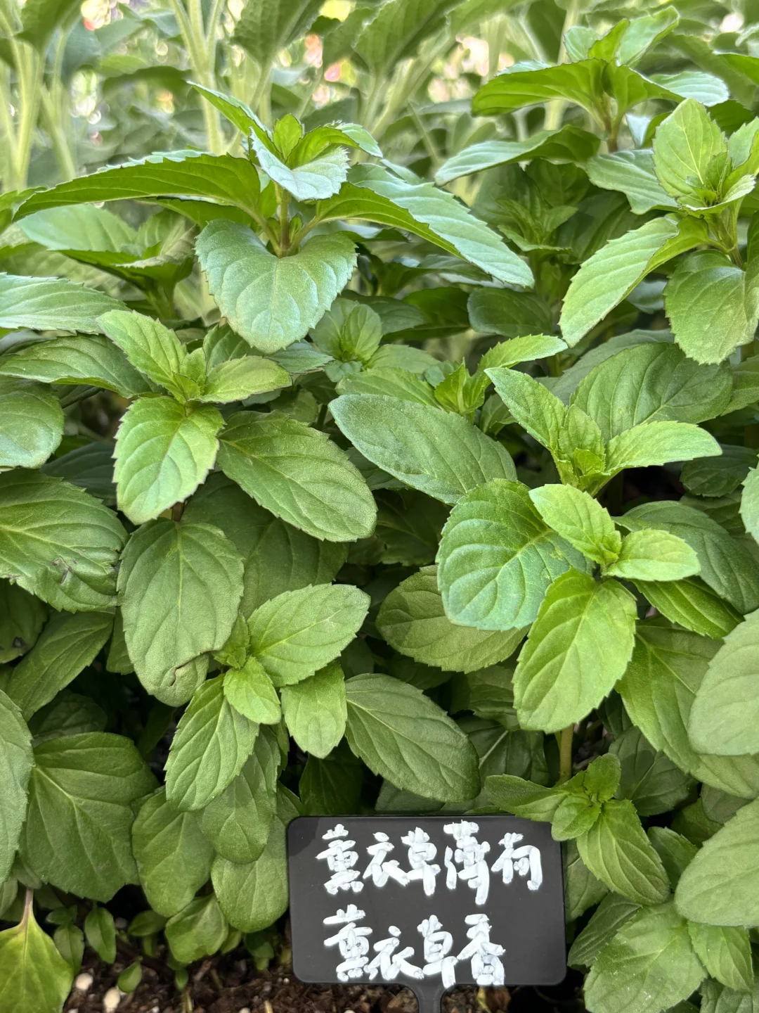 超喜欢上海交大设计学院的“脑迷宫”花园