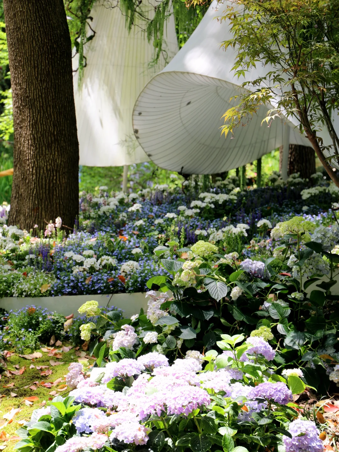 嗲呀‼️新天地不愧是上海花展主会场?附攻略