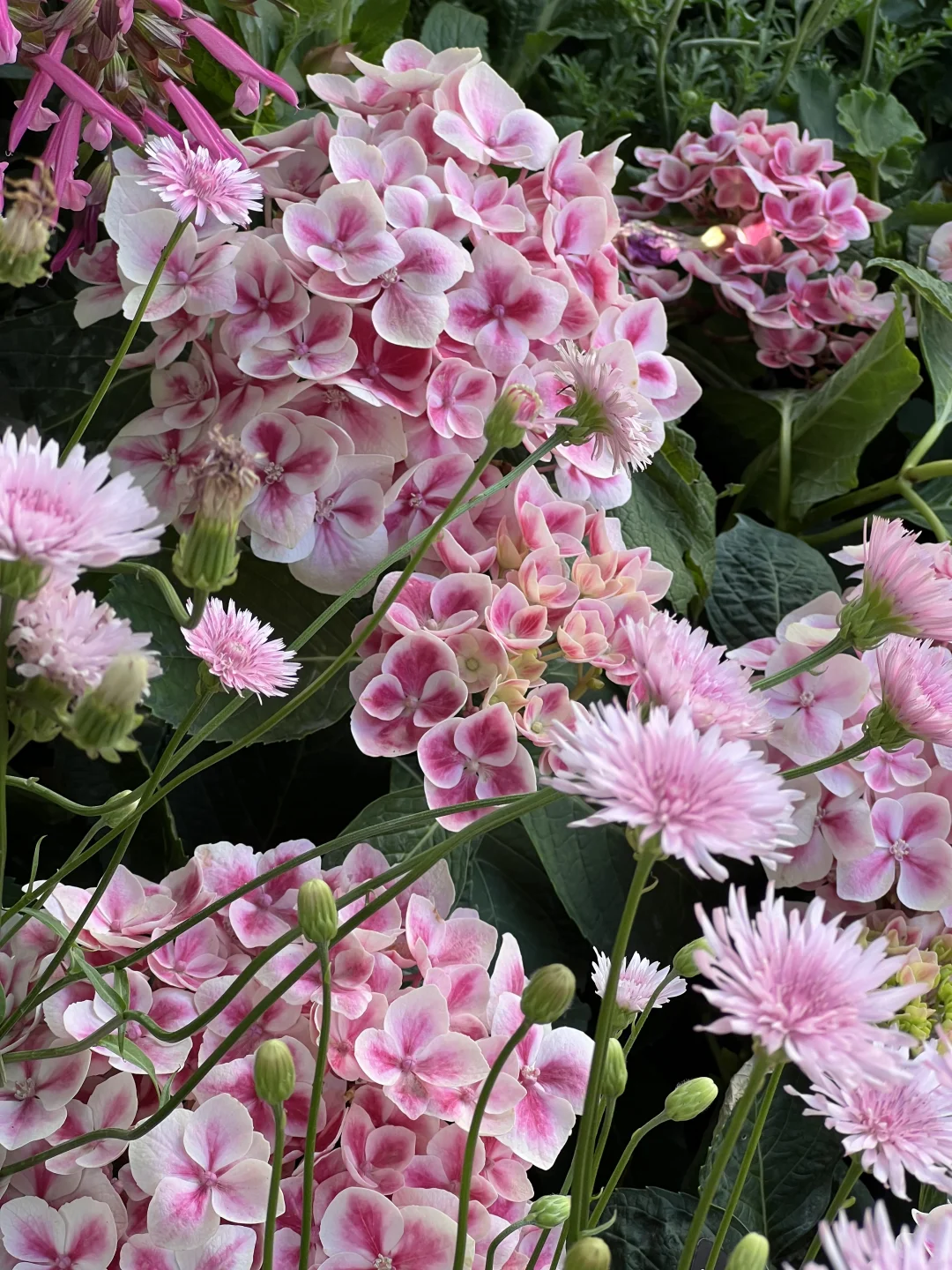 春日欢迎会｜周末有3w人去的上海赏花路线?