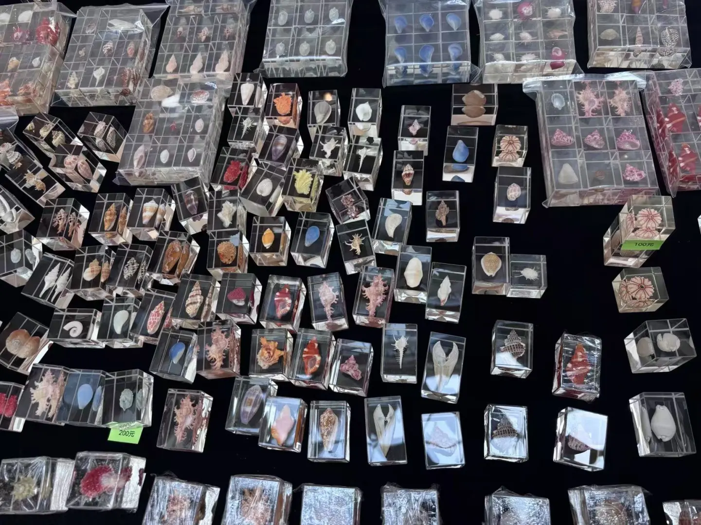 五一广州|名媛必打卡的国际贝壳展?