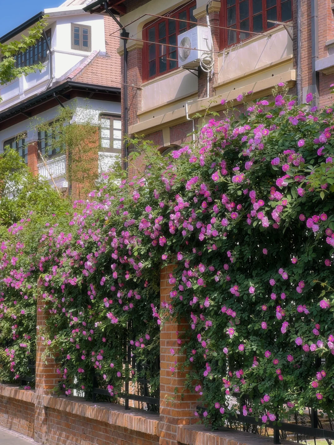 4.19上海花展?蔷薇瀑布不许你不知道！！