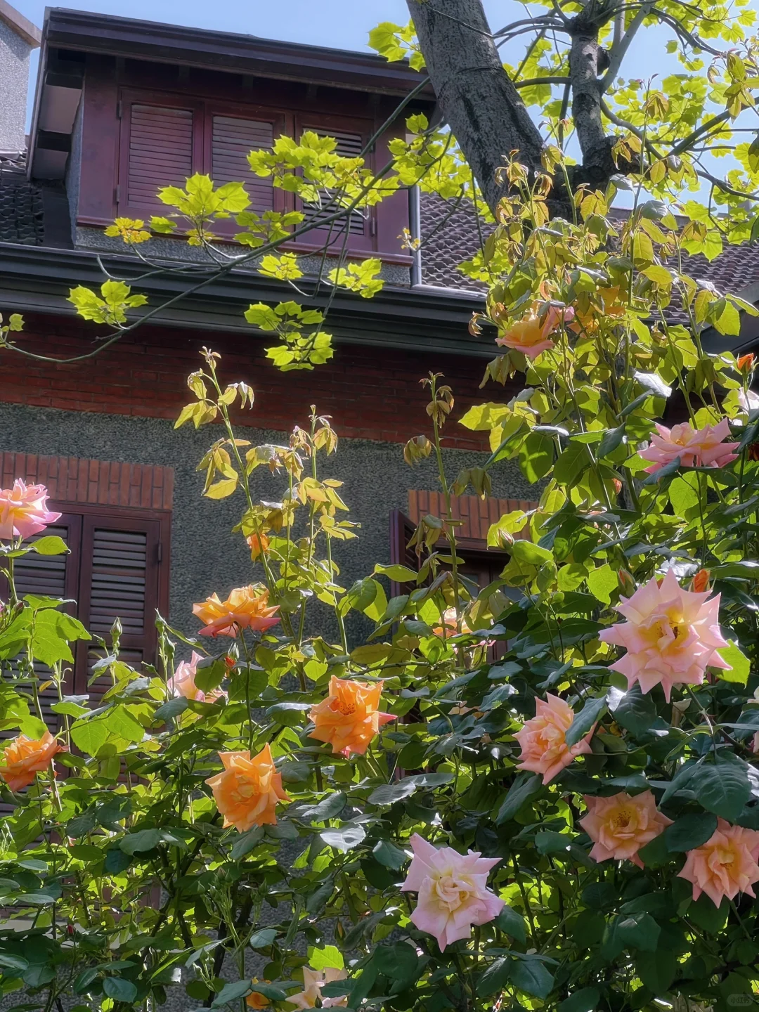 4.19上海花展?蔷薇瀑布不许你不知道！！