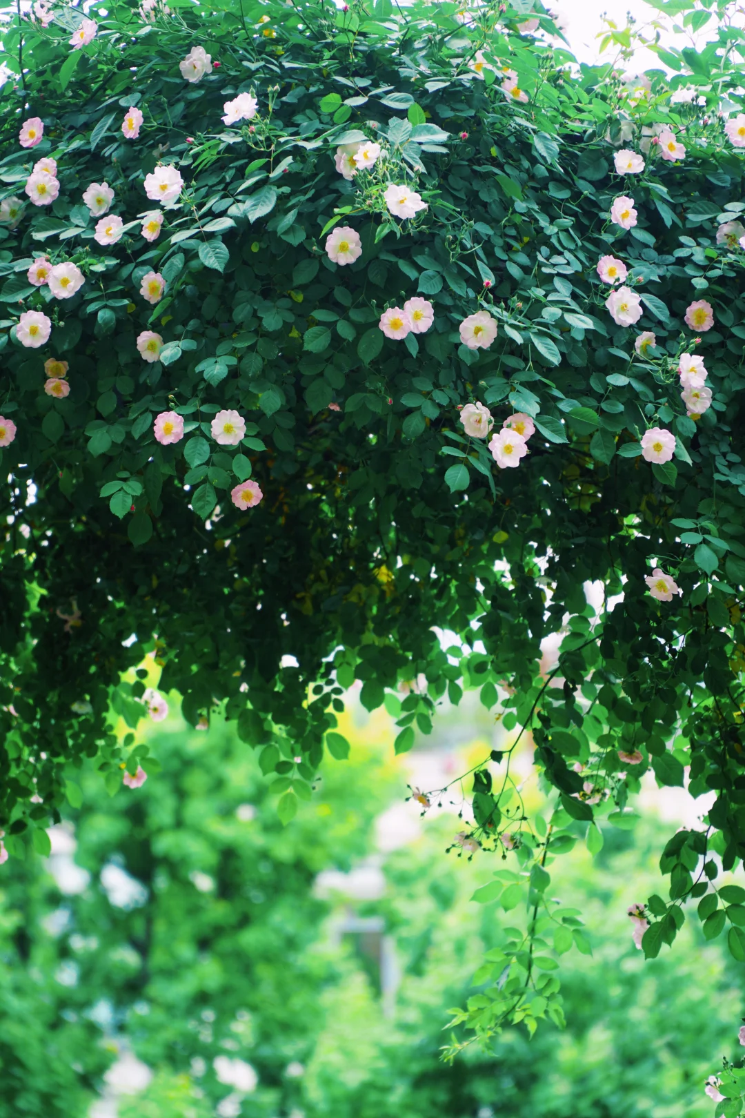 4.17花情实况播报?复兴公园花展全攻略！