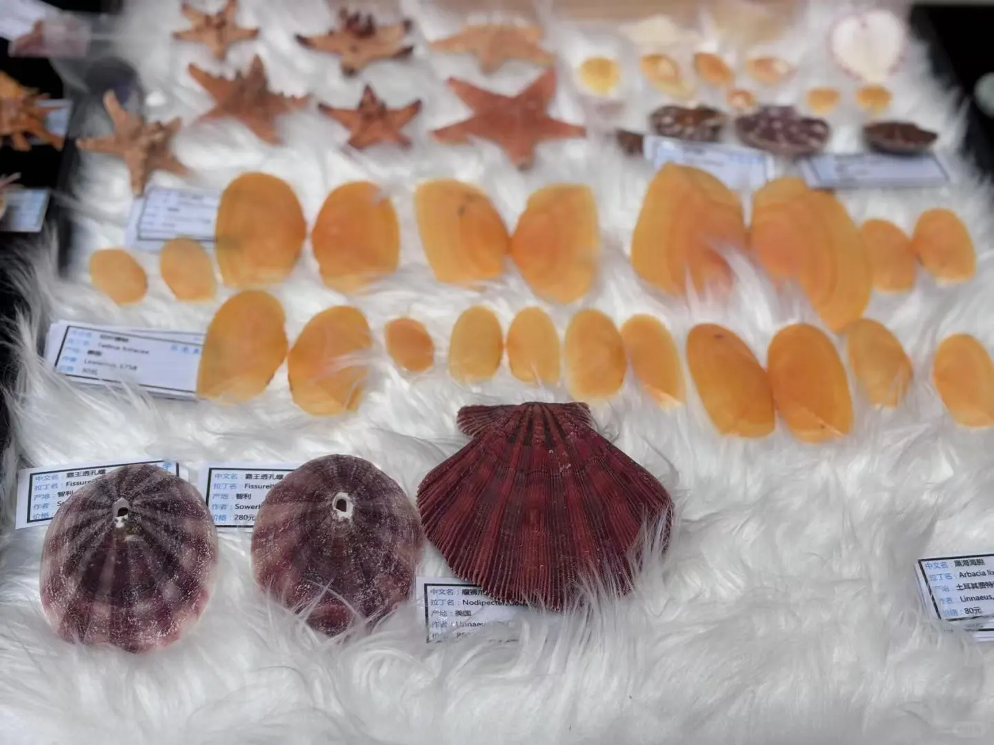 五一广州|名媛必打卡的国际贝壳展?