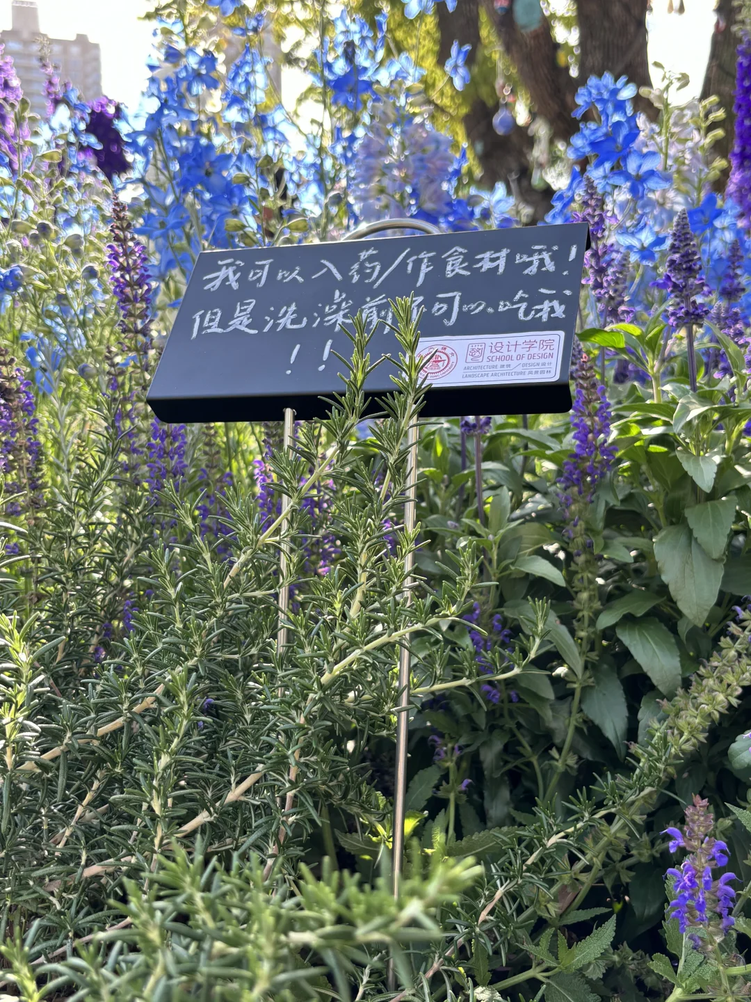 超喜欢上海交大设计学院的“脑迷宫”花园