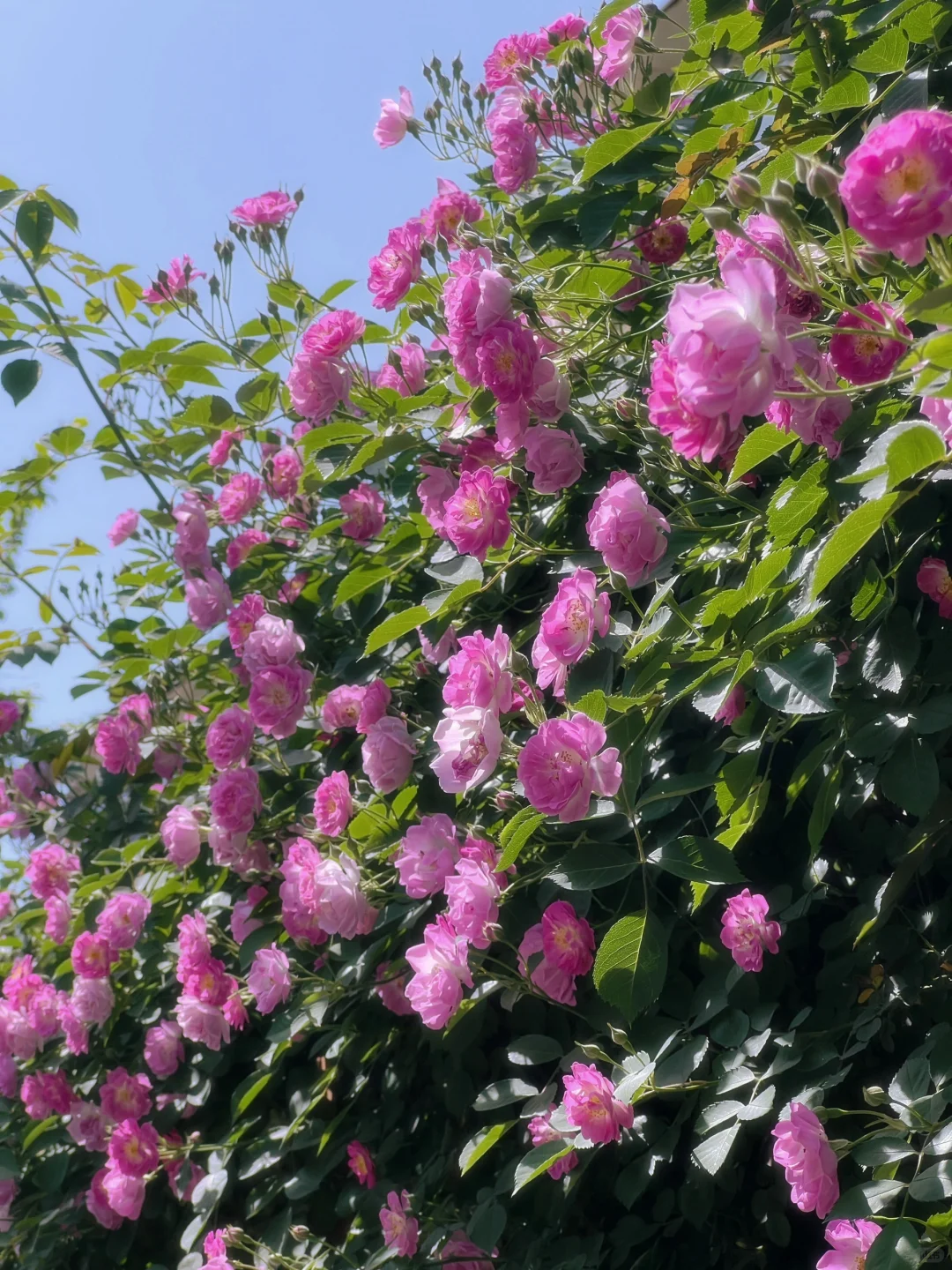 4.19上海花展?蔷薇瀑布不许你不知道！！