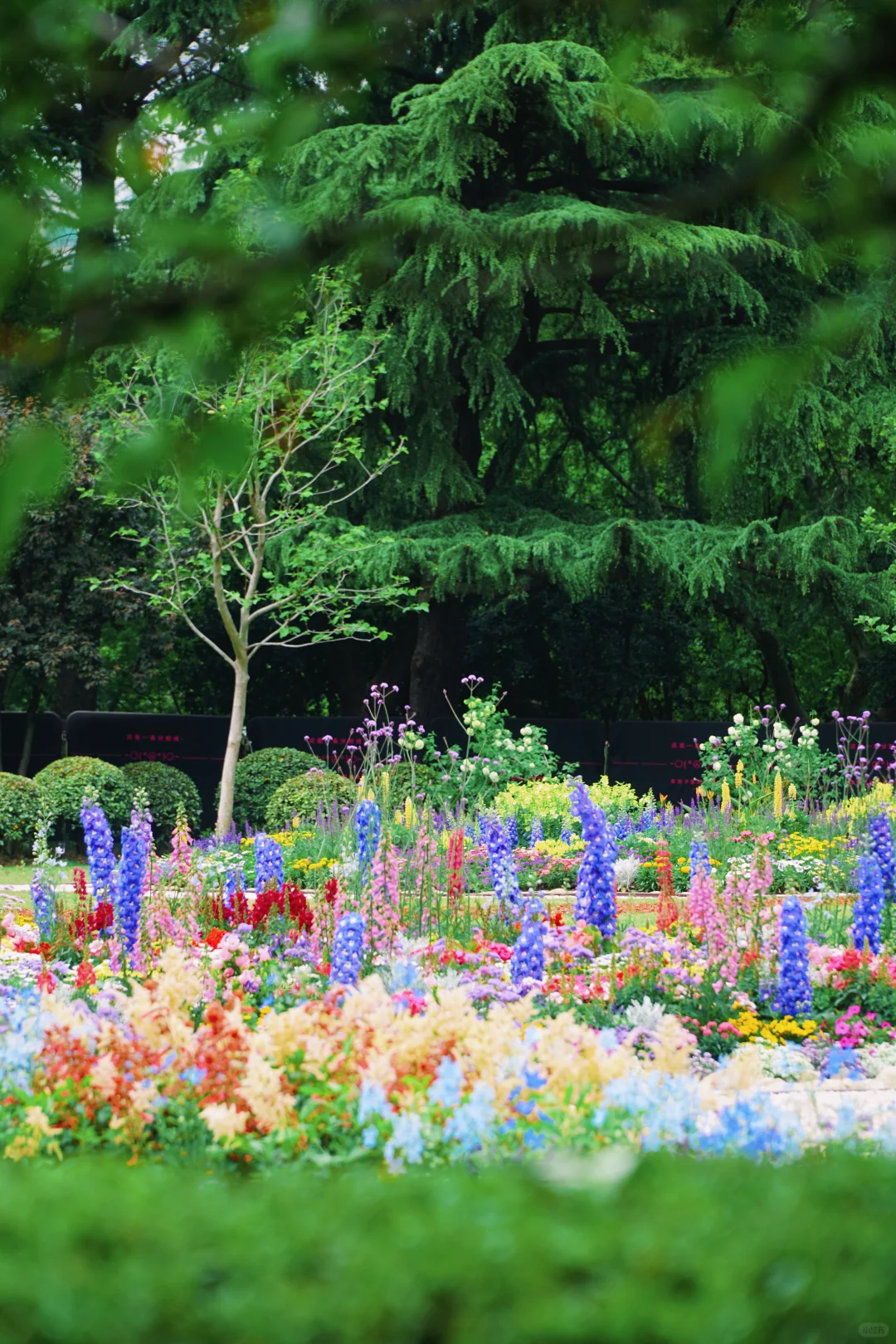 4.17花情实况播报?复兴公园花展全攻略！