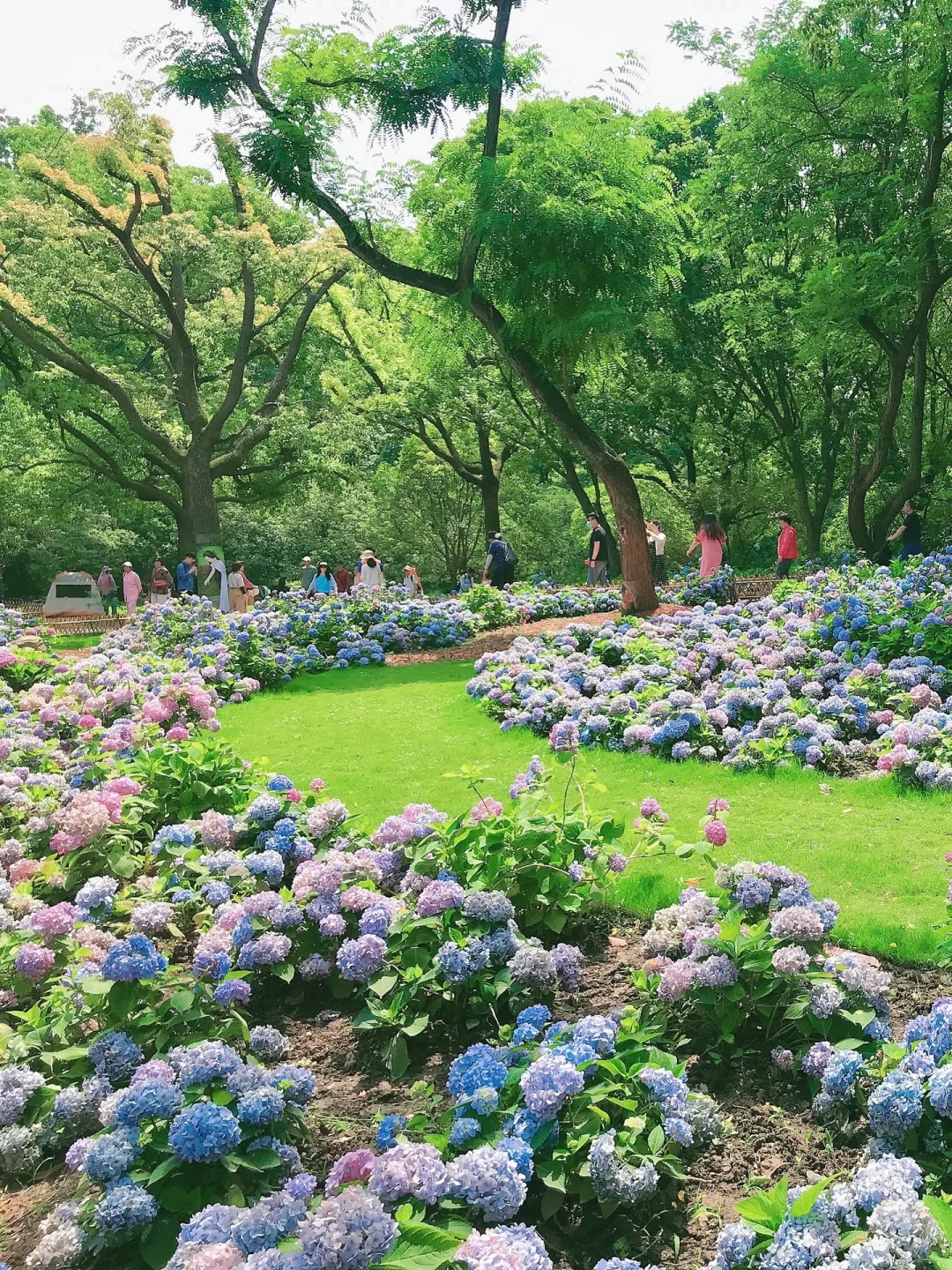 上海超全的2025国际花展花期指南来了！！