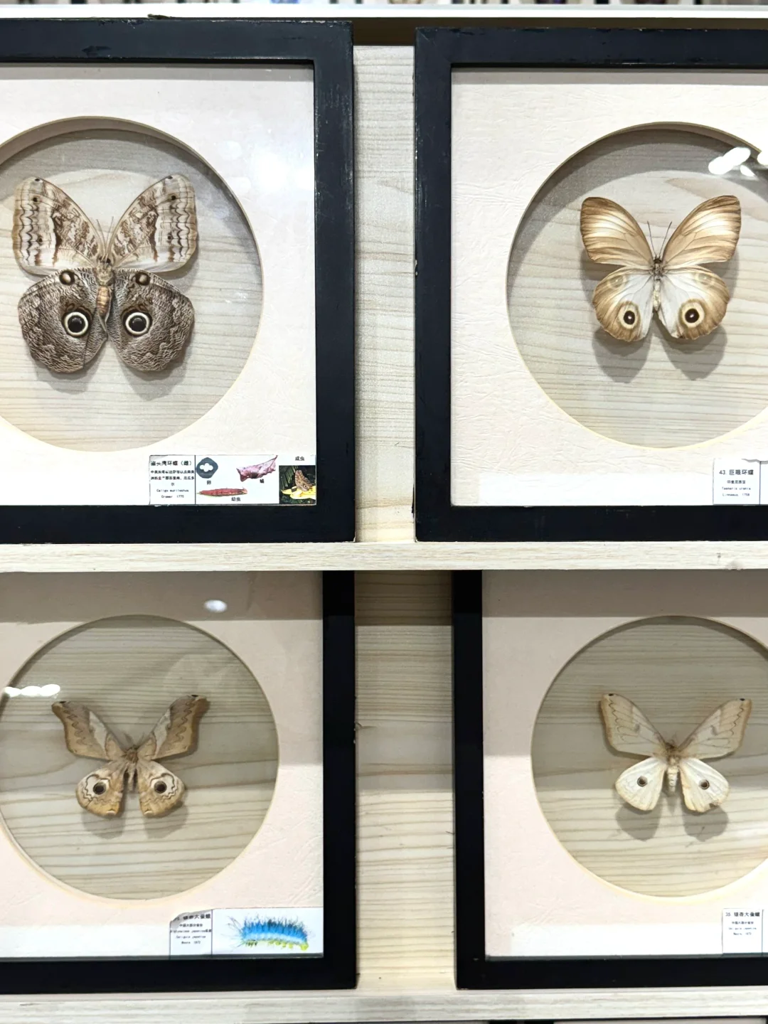 深圳新展｜?华南首家超500 m²大型蝴蝶展