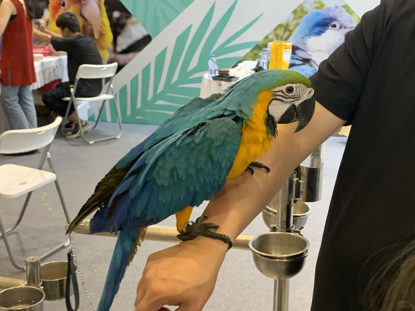 南宁东盟宠物博览会