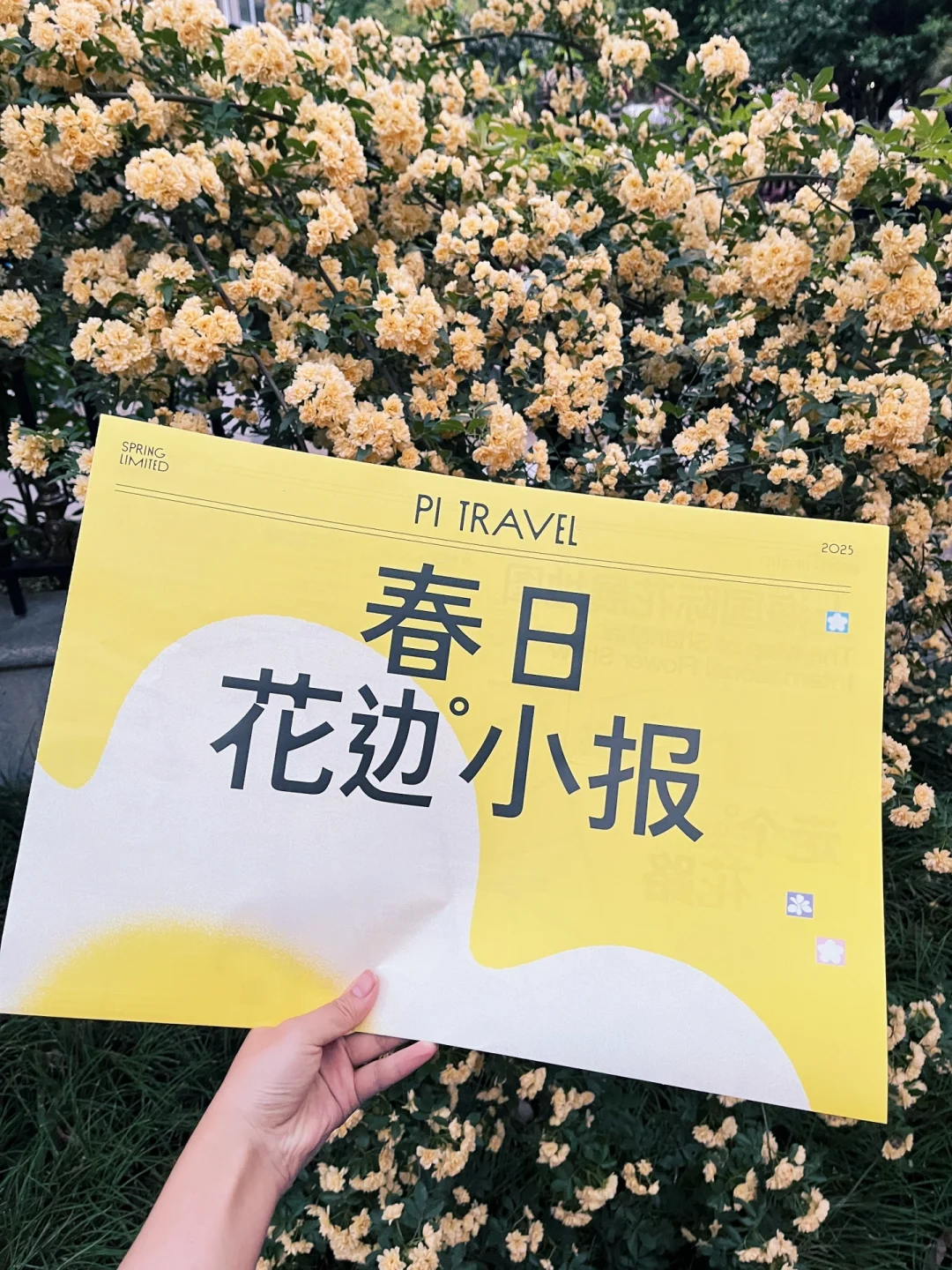 上海超全的2025国际花展花期指南来了！！