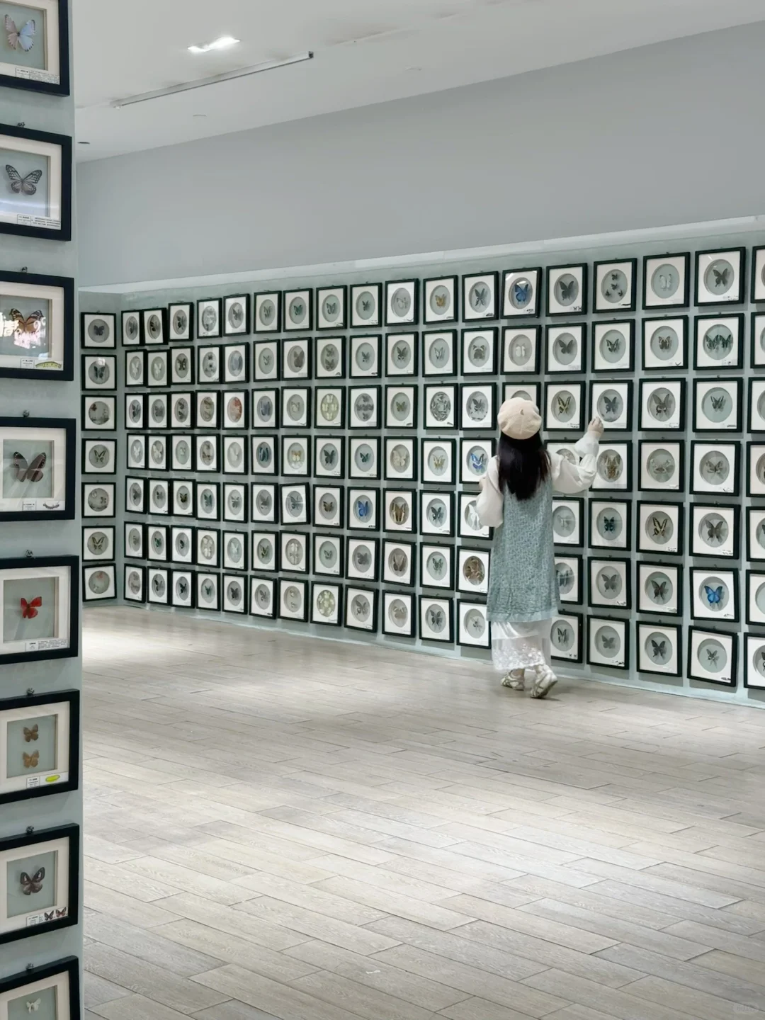 深圳新展｜?华南首家超500 m²大型蝴蝶展