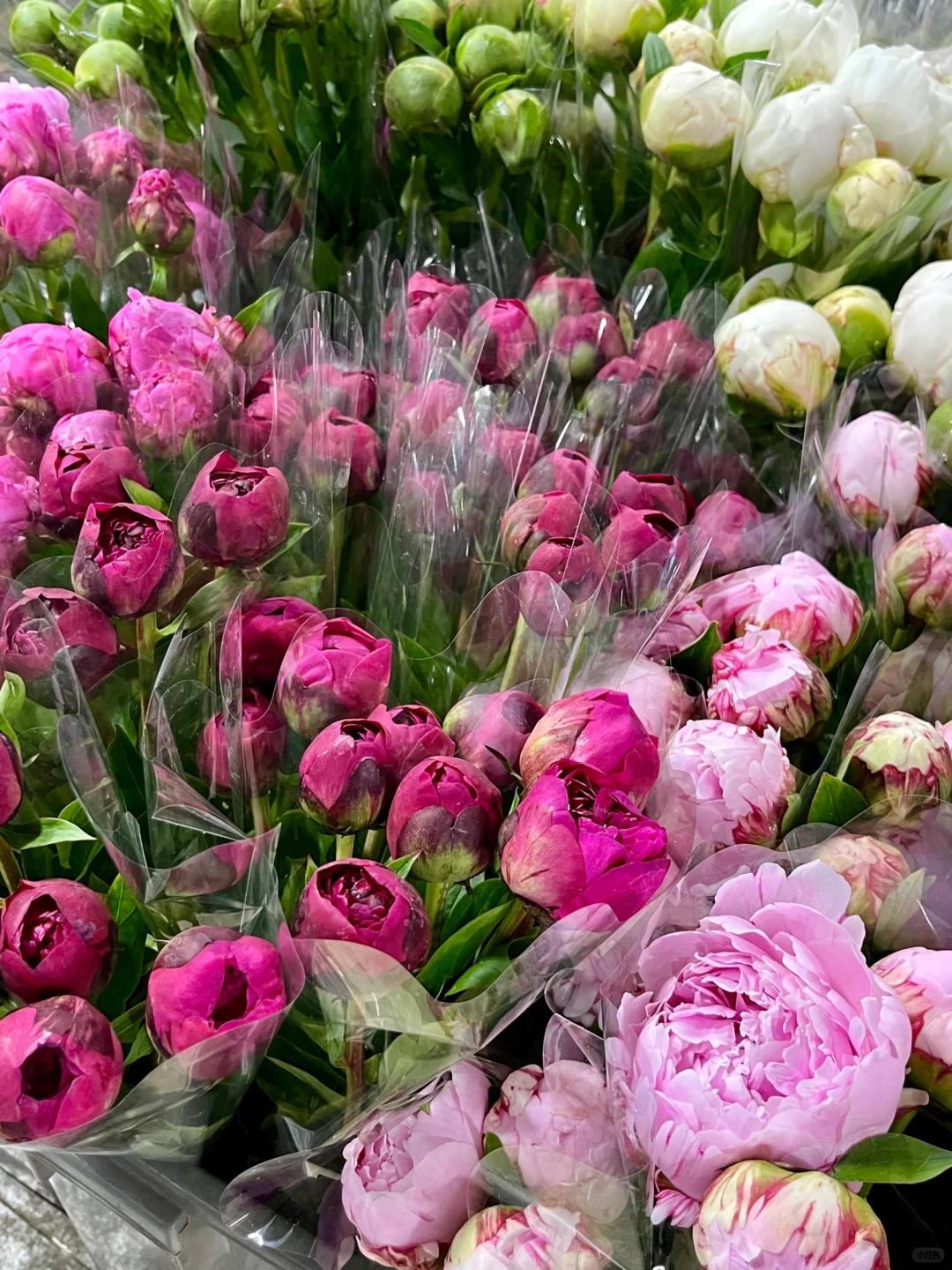 重庆买鲜花｜会展花市怎么逛？