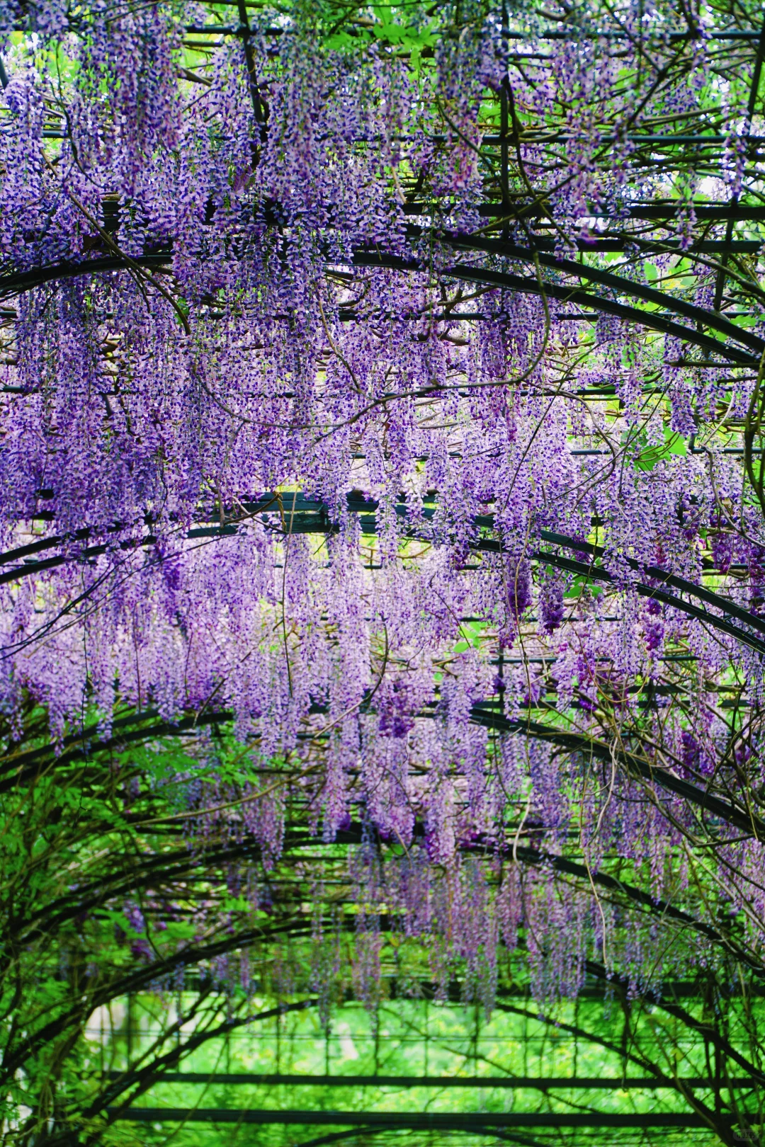 4.17花情实况播报?复兴公园花展全攻略！