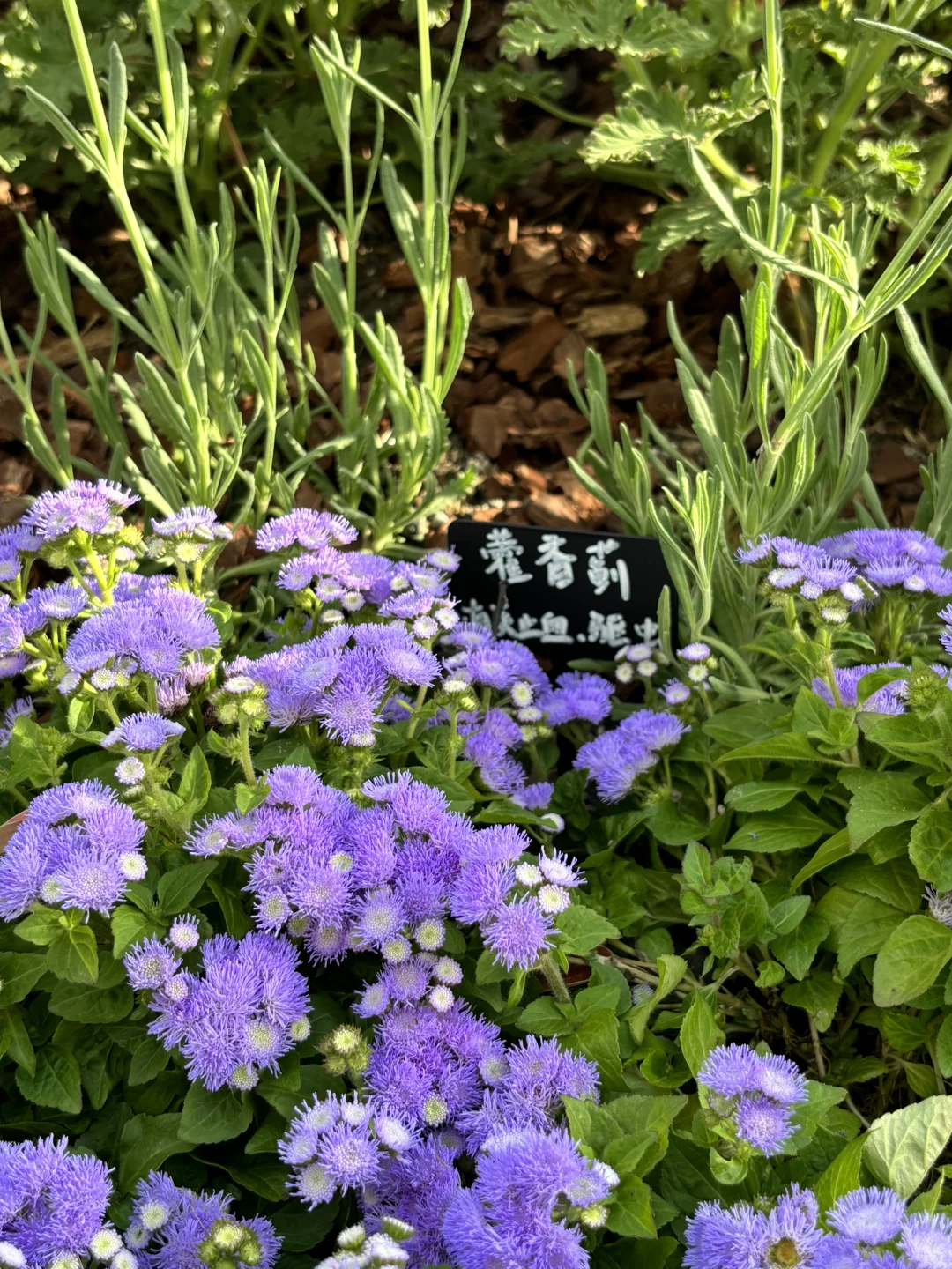 超喜欢上海交大设计学院的“脑迷宫”花园