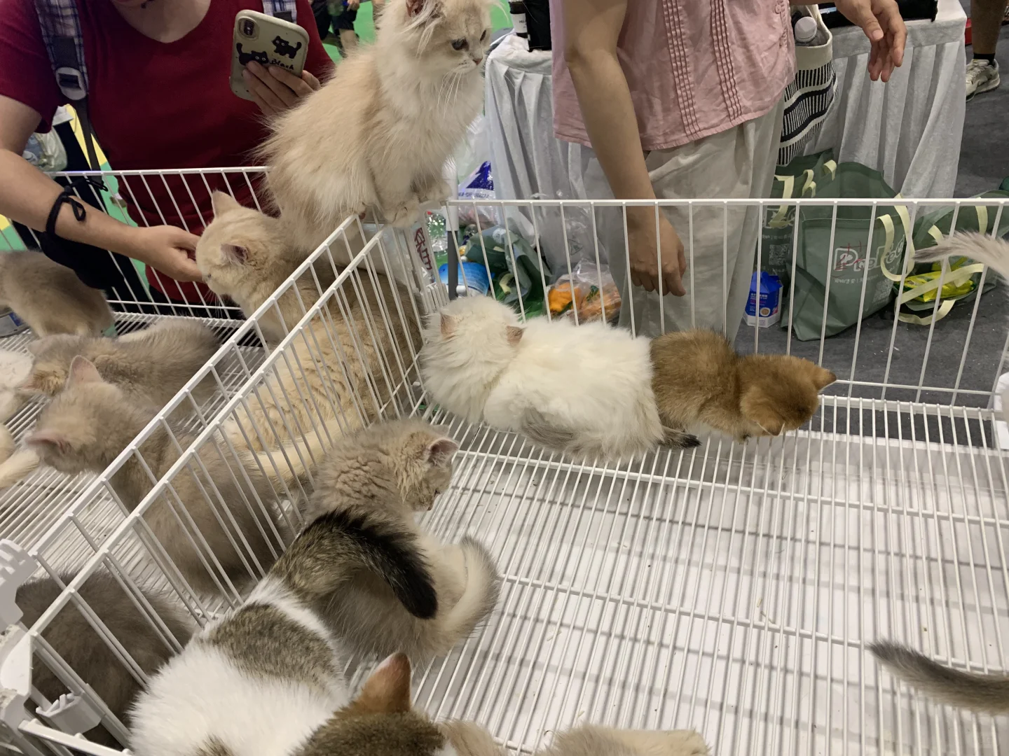 南宁东盟宠物博览会