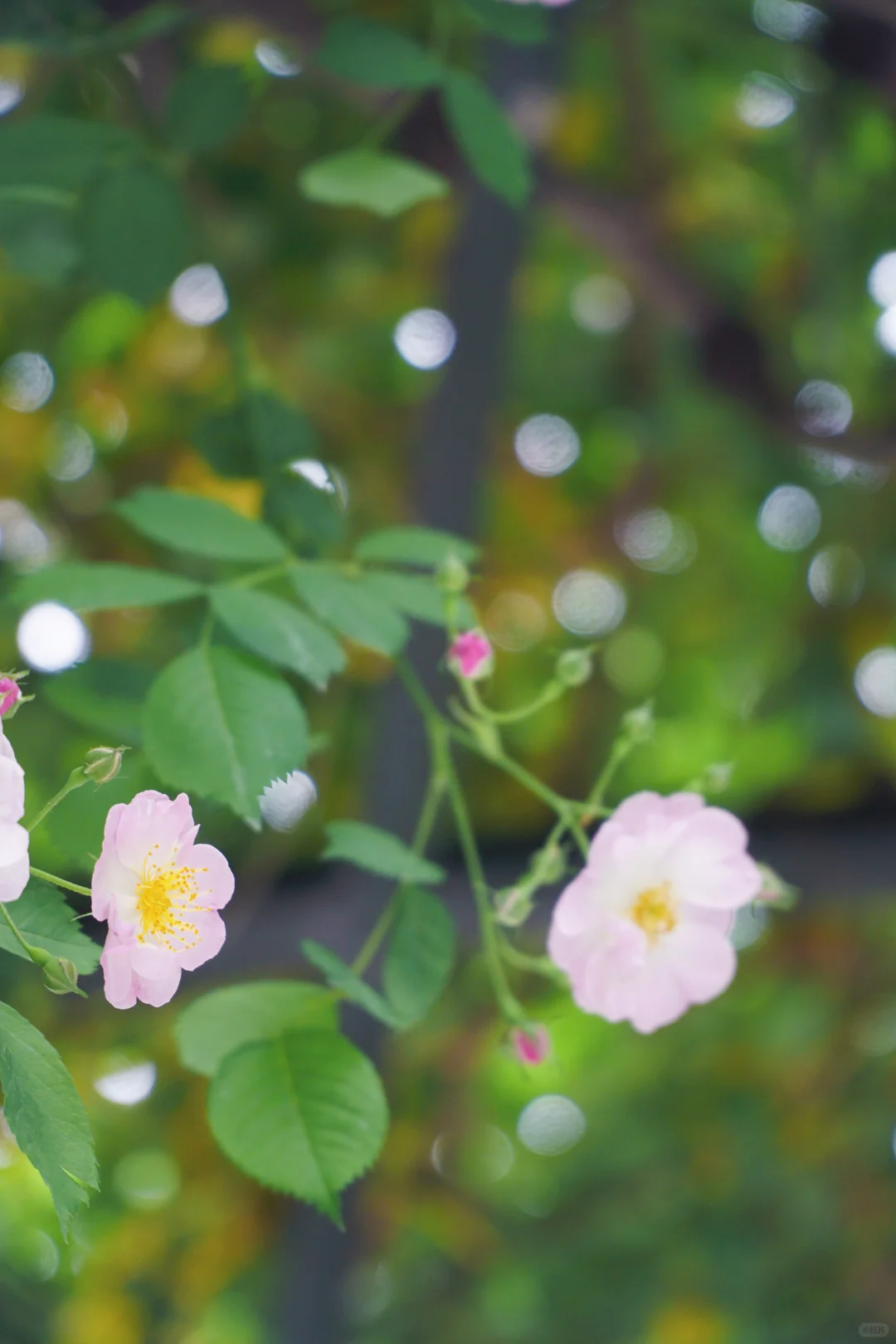 4.17花情实况播报?复兴公园花展全攻略！