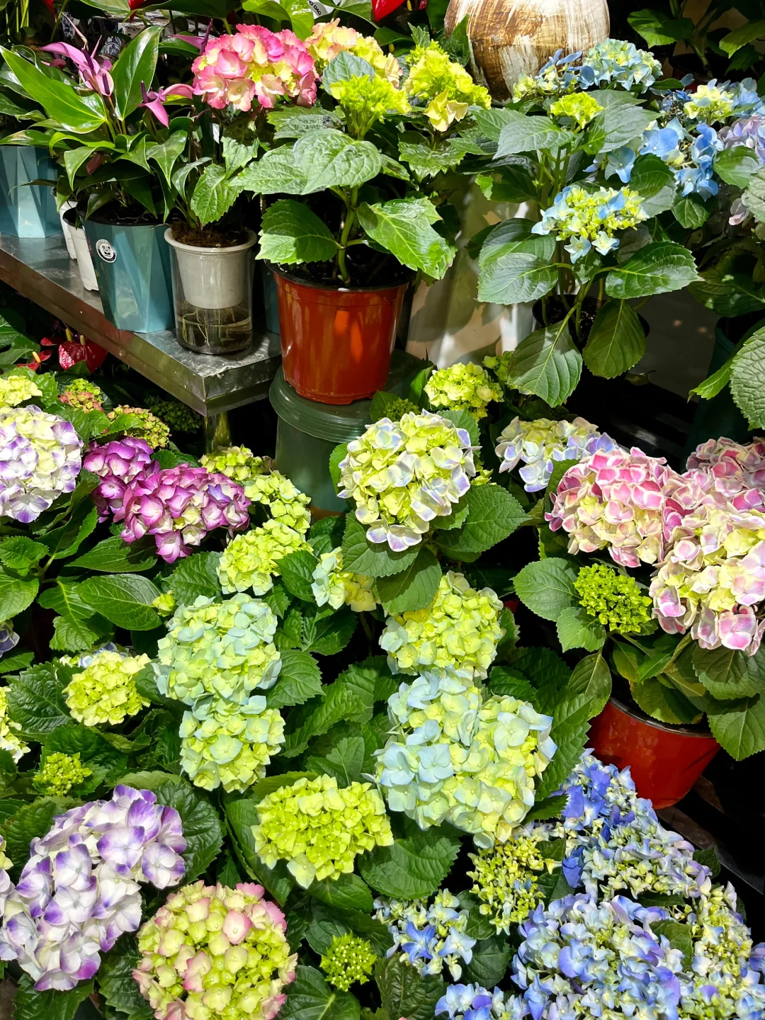 重庆买鲜花｜会展花市怎么逛？