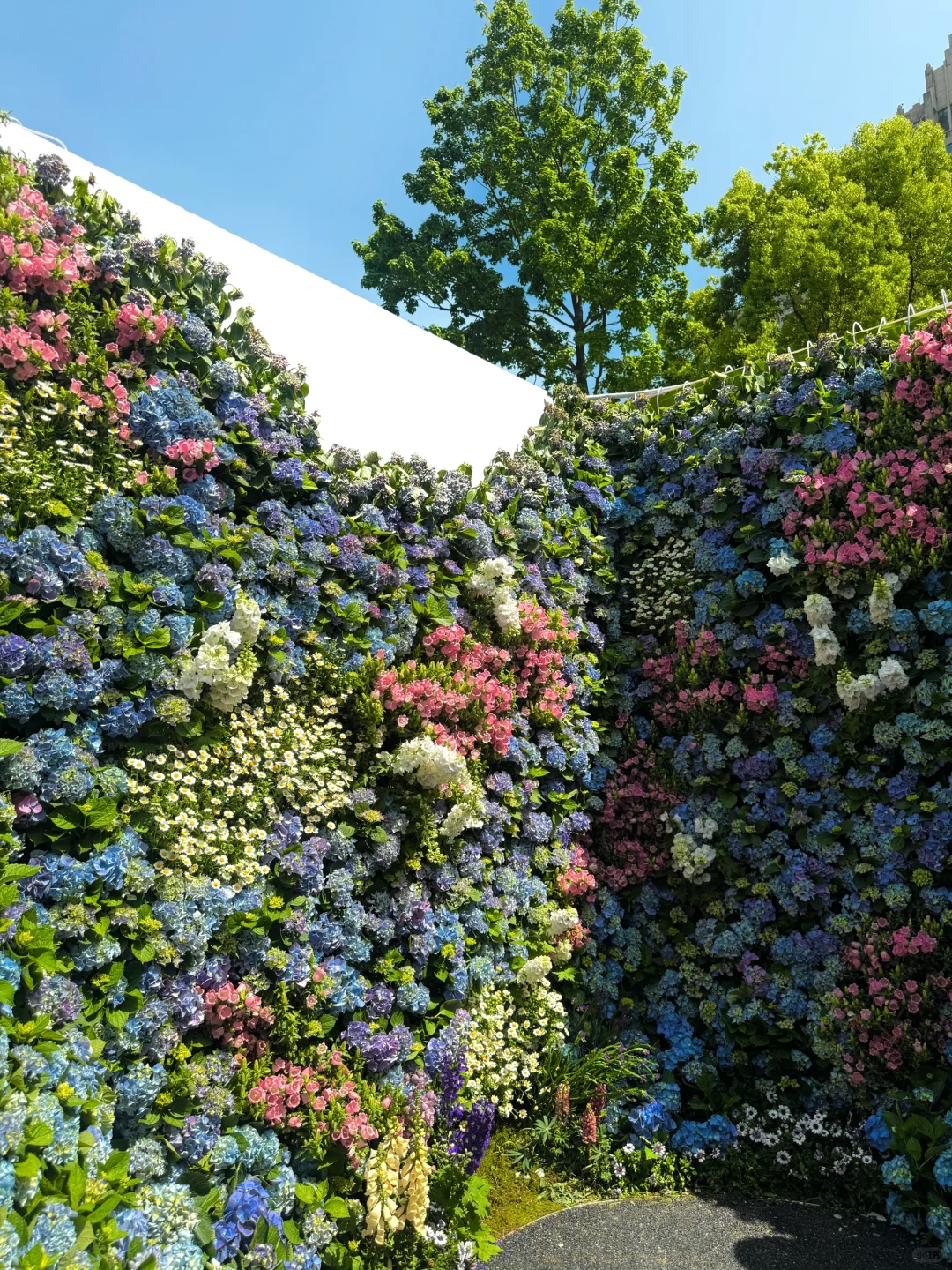 魔都看展|春日必看展?城市中心的莫奈花园