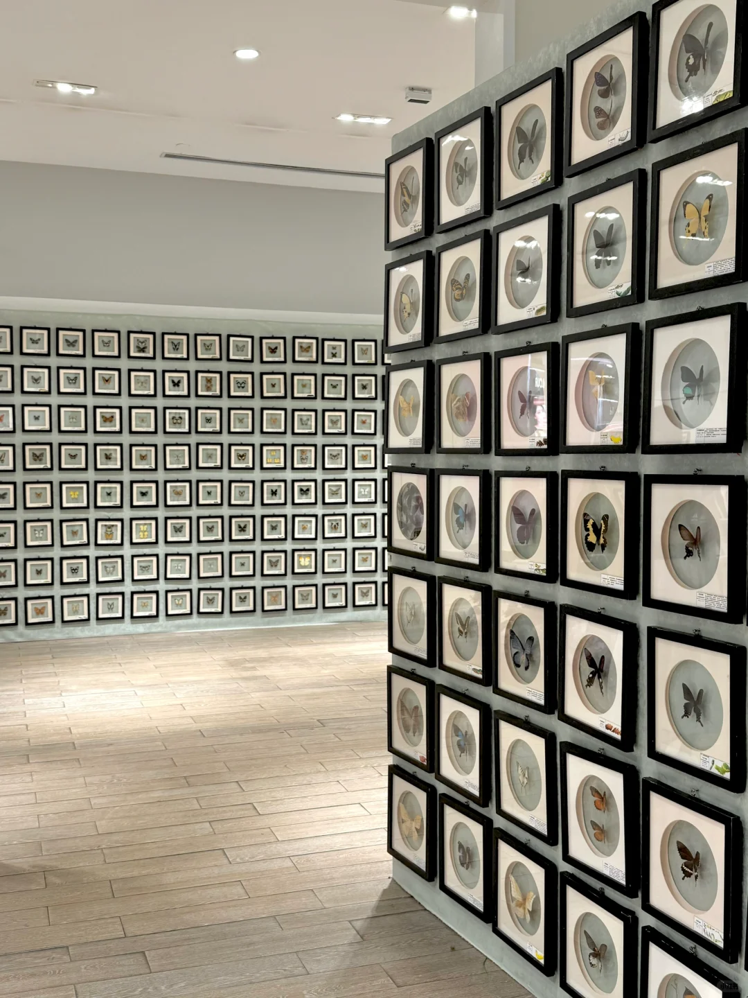 深圳新展｜?华南首家超500 m²大型蝴蝶展