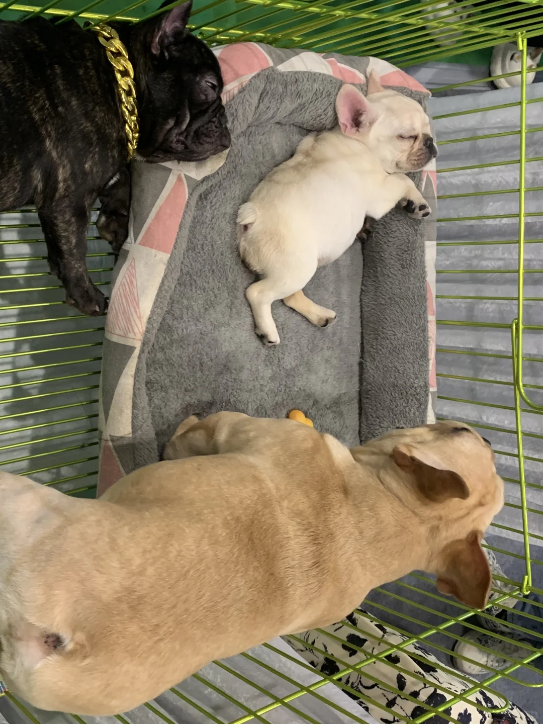 南宁东盟宠物博览会