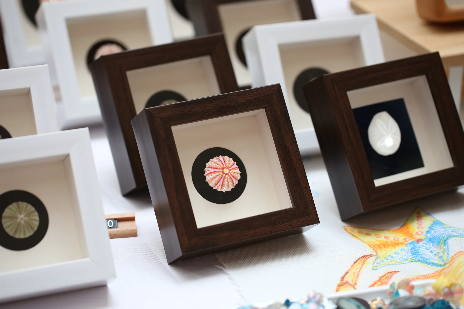 五一广州|名媛必打卡的国际贝壳展?