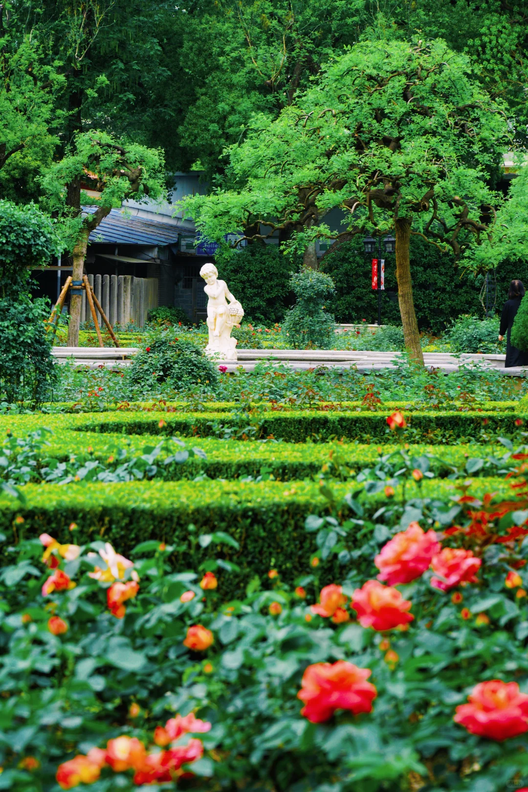 4.17花情实况播报?复兴公园花展全攻略！