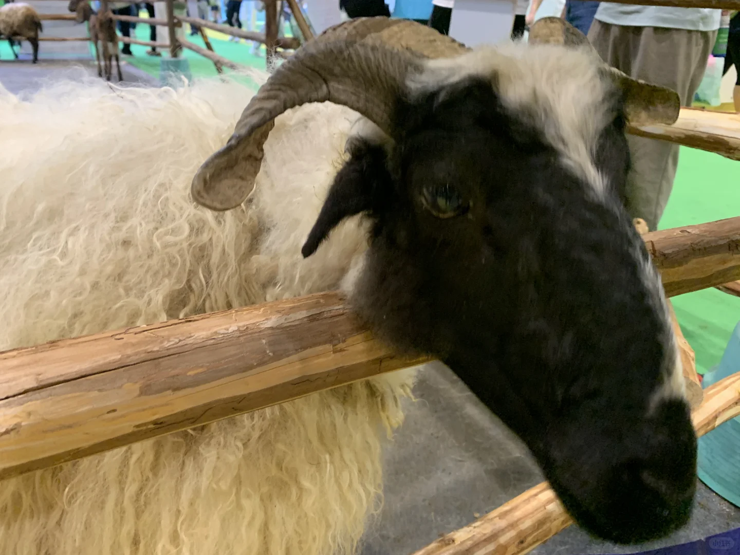 南宁东盟宠物博览会