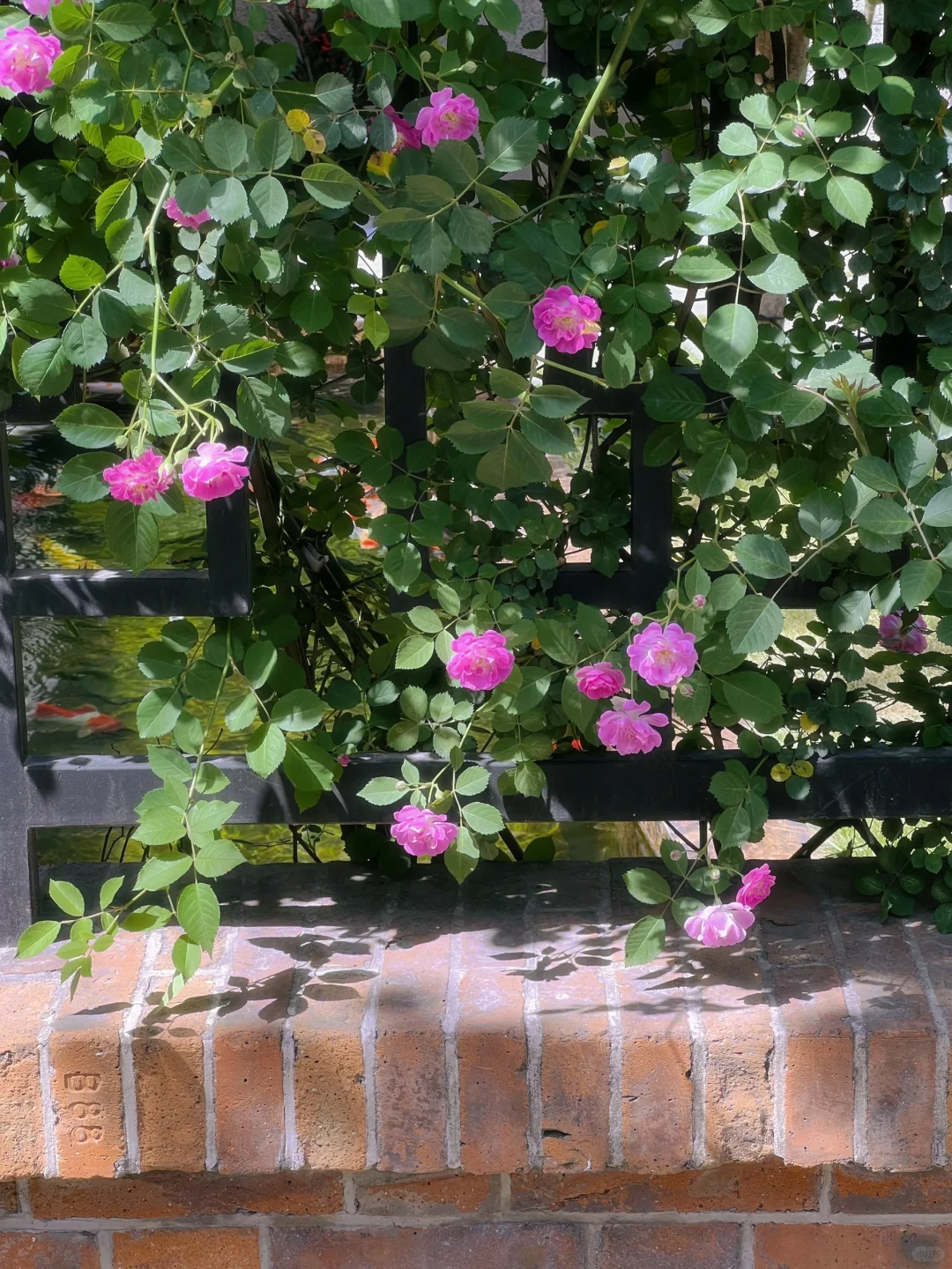 4.19上海花展?蔷薇瀑布不许你不知道！！