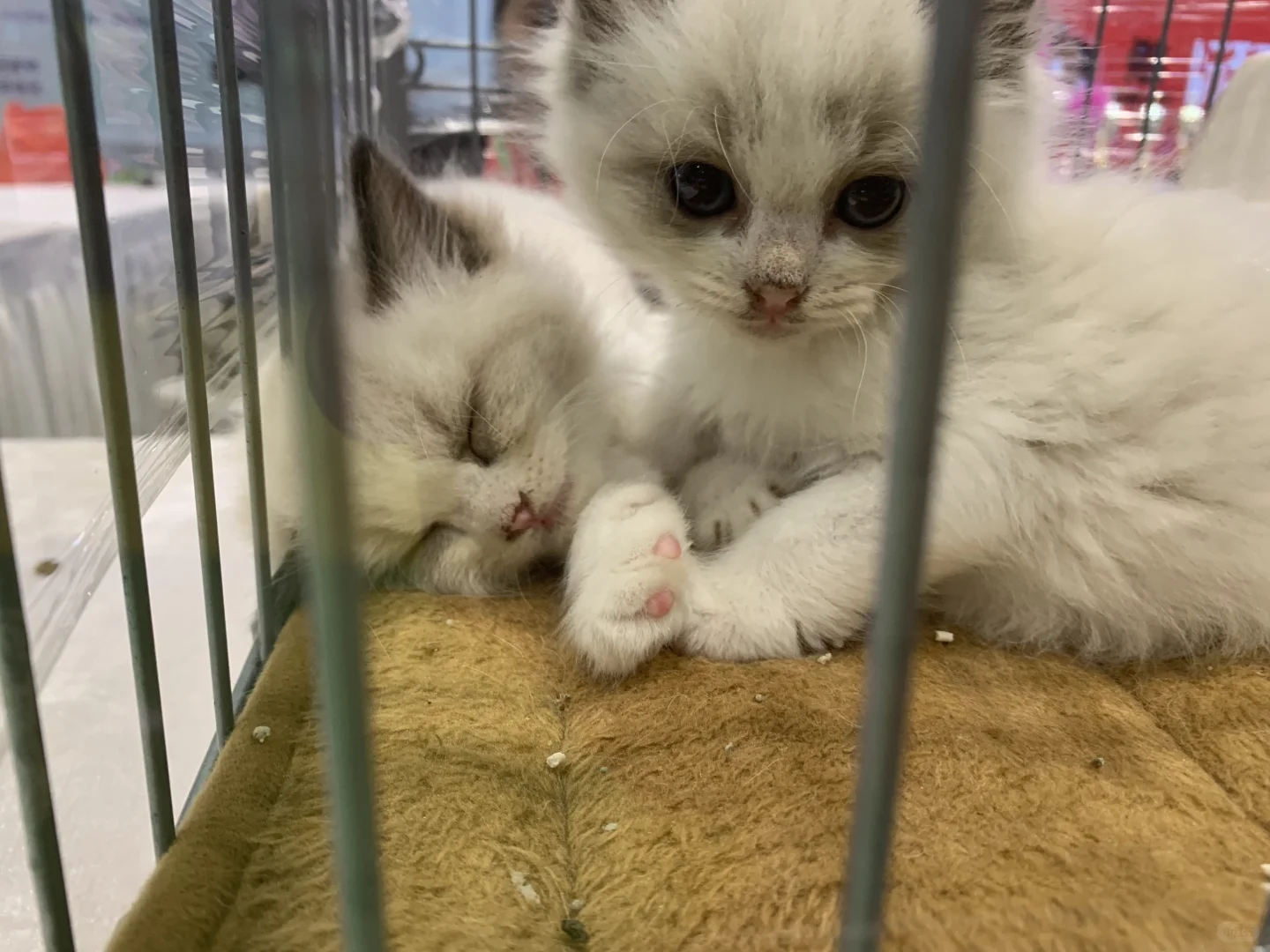 南宁东盟宠物博览会