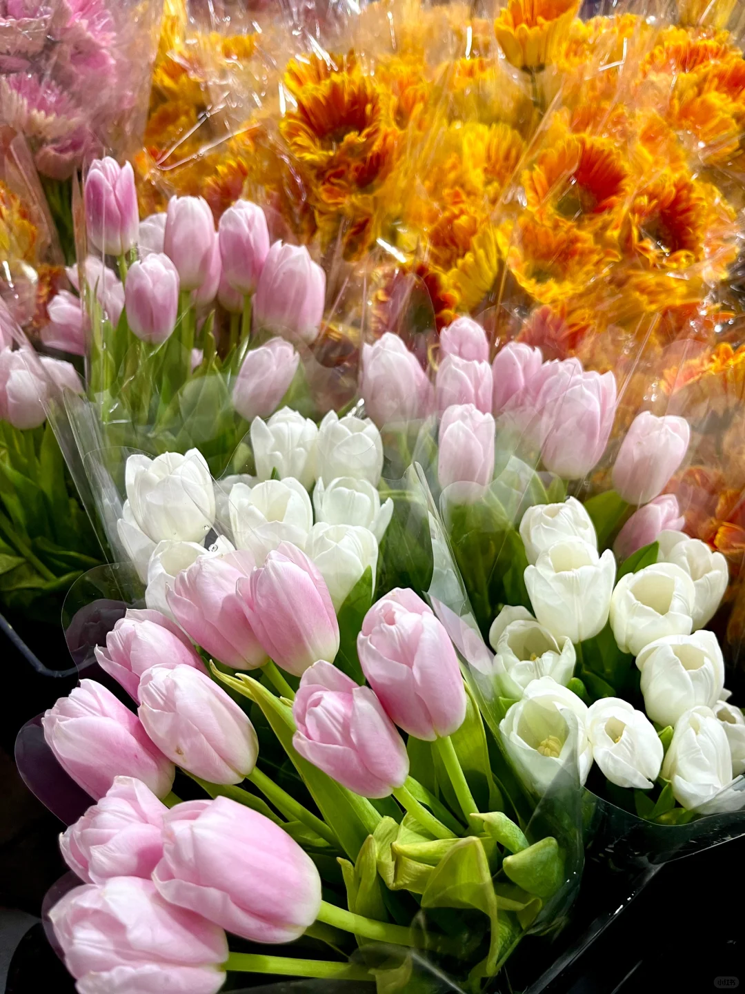 重庆买鲜花｜会展花市怎么逛？