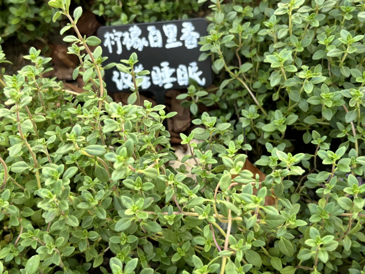 超喜欢上海交大设计学院的“脑迷宫”花园